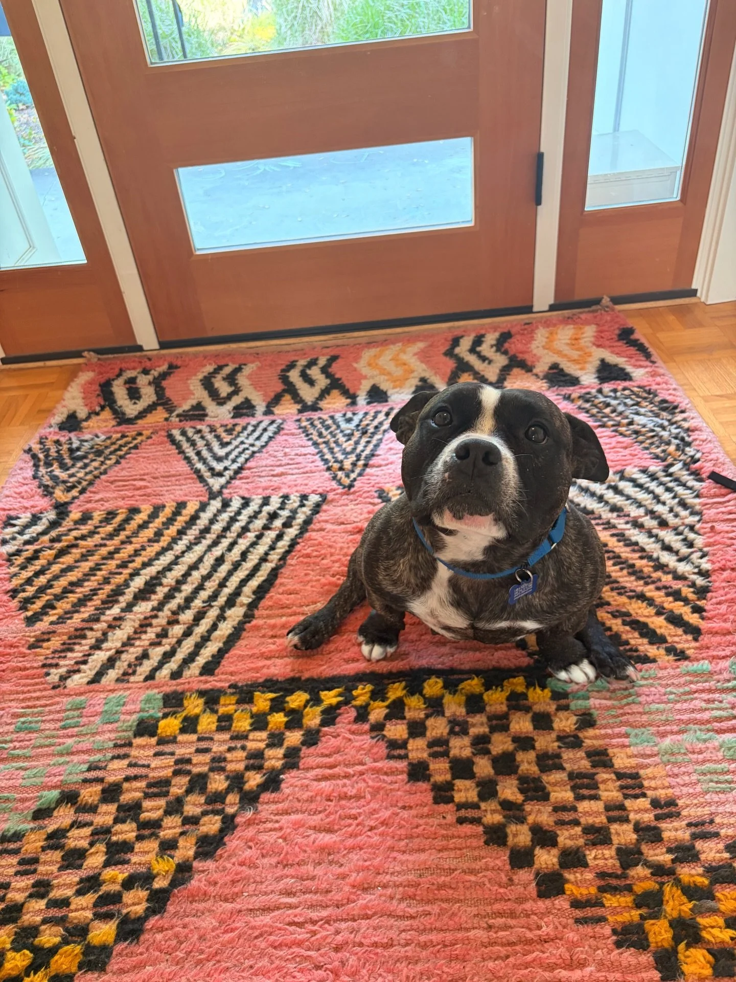 This way-too-cute ball of joy, also called Judith, is at our Adoption Center TODAY (Friday May 1st) from now to 6:30PM or until adopted.

She&rsquo;s even more adorable in person. Has been living with two little humans and is Queen of Cuddlestonia (a
