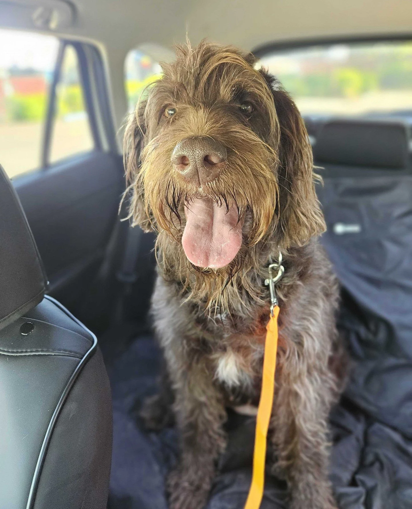 Meet our new arrival from Multnomah County @multcopets - Deborah!⁠
⁠
One of our lovely volunteers picked her up earlier this week from the shelter and reports that she&rsquo;s very sweet and already pulling straight A&rsquo;s.⁠
⁠
Since Deborah just a