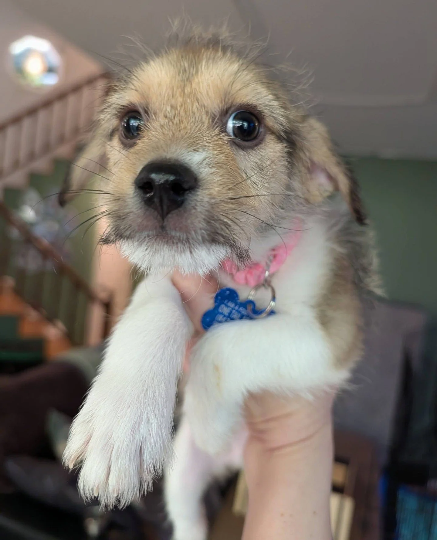 Good morning from baby Earth here reminding everyone she and her siblings will be hosting Puppy Yoga this morning 10:15-11:15AM at our Adoption Center. There&rsquo;s a few tickets left so come join us to also have the whole world in your hands -- it'