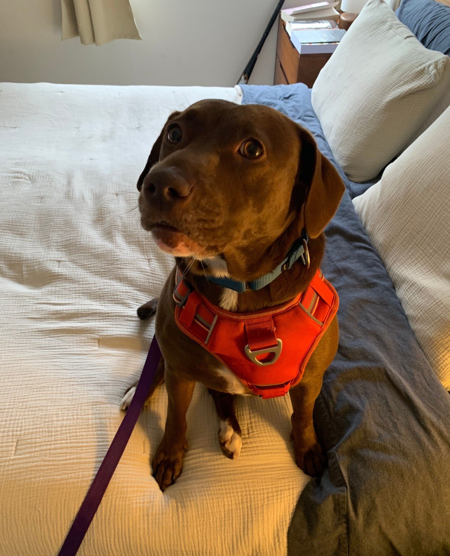 Gayle has somehow been with us for more than 30 days, which means she knows what she brings to the table. ⁠
⁠
And *we* know that she&rsquo;s loving, affectionate, kind, loyal, and looking for a place where she can be your one and only: No kids, no ot