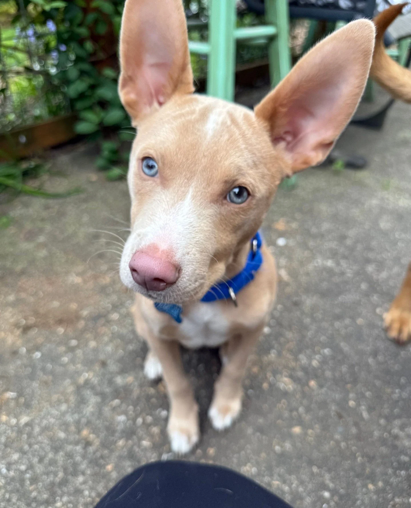 Spike has returned and brought photographic evidence of his &ldquo;just a babyyyy&rdquo; era (last photo!) Now that this sweet, pointy-eared little guy is back, we know even more about what he&rsquo;s looking for.⁠
⁠
Smart, affectionate, and playful,