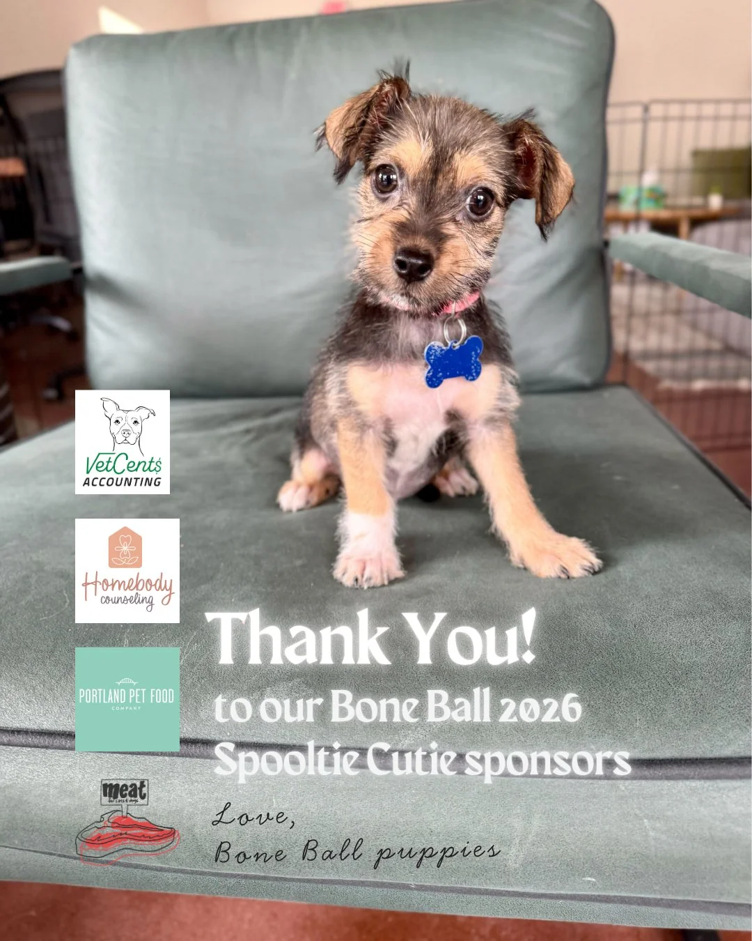 Venus and her siblings wanted to be our official representatives for our Bone Ball 2026 post today, and who are we to tell them no?!⁠
⁠
A biggg thank you to Homebody Counseling, Meat for Cats &amp; Dogs, Portland Pet Food Company, and VetCents Accoun