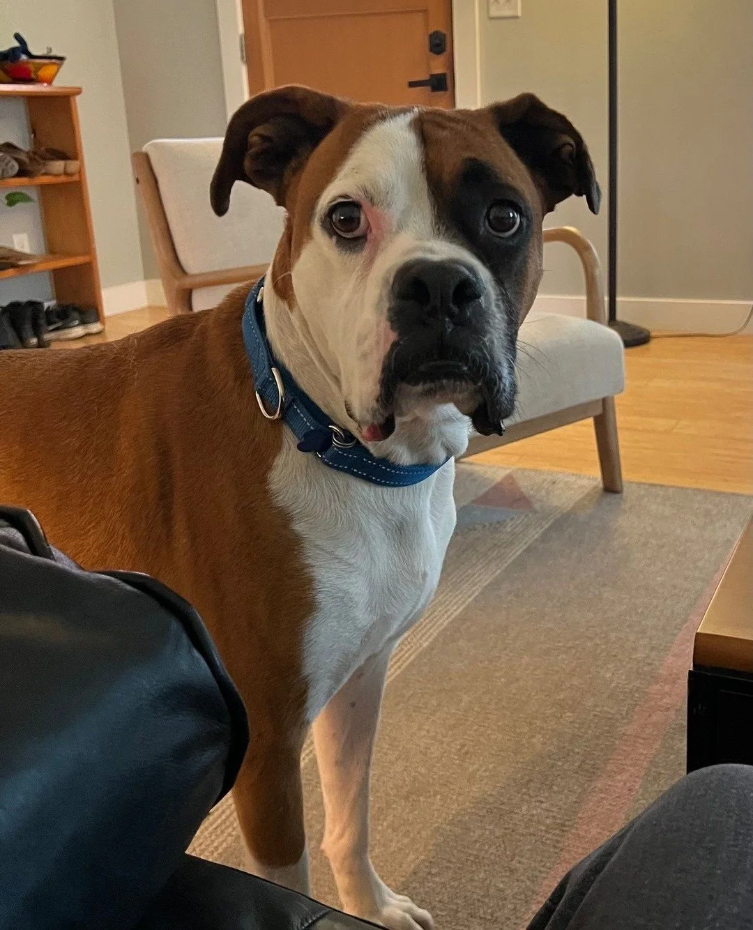 Hubble is reporting live from foster with only one question: is this his good side or his very good side?⁠
⁠
Trick question; it's his very very good side. And we&rsquo;re hoping adopters notice.