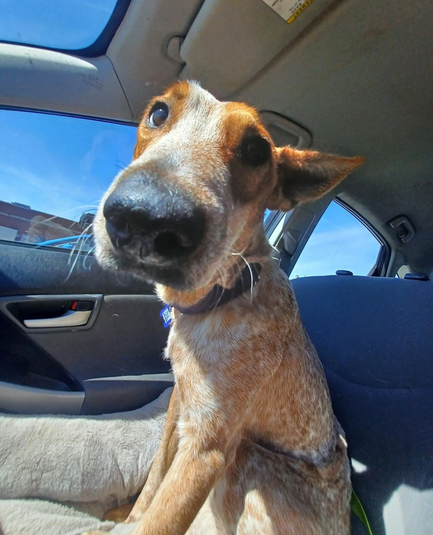 Macchiato comin' in for a boop from the passenger side.
