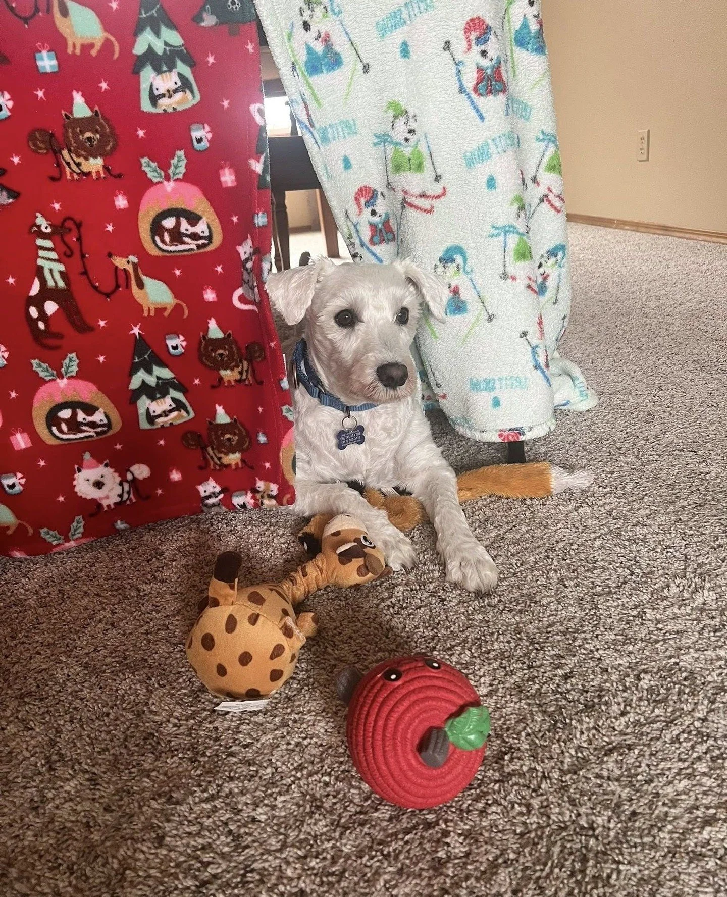 Sacramento is prepping for the upcoming camping season by building a one-dog tent in the living room.

This wilderness explorer prefers indoor camping to the real deal, where there are snacks and absolutely no bears - except the soft, stuffy kind.

I