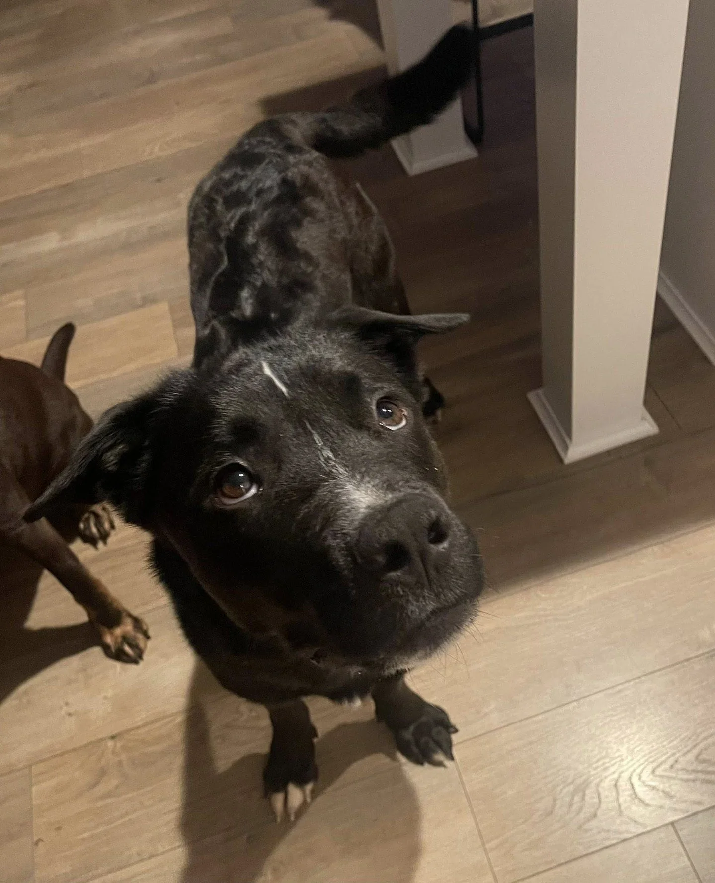 A few dogs have decided to make a limited-time appearance at the Adoption Center and we fully support their decision.⁠
⁠
First up on Thursday (5/7) from 2:30-6:30PM is a new arrival from Marion County Dog Shelter -- Roxanne! She loves, lovesss other 