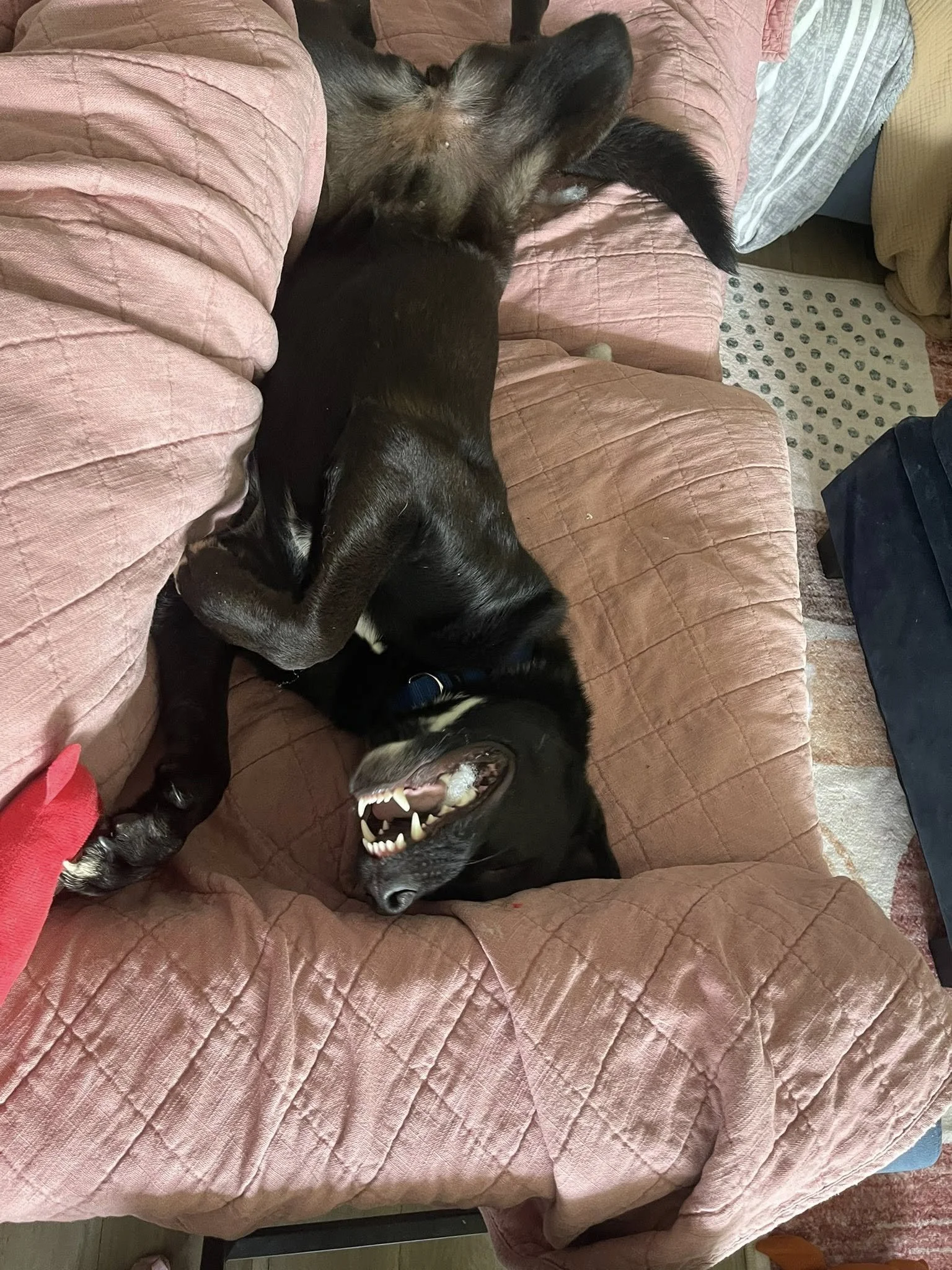 Roxannesillybelly.jpg