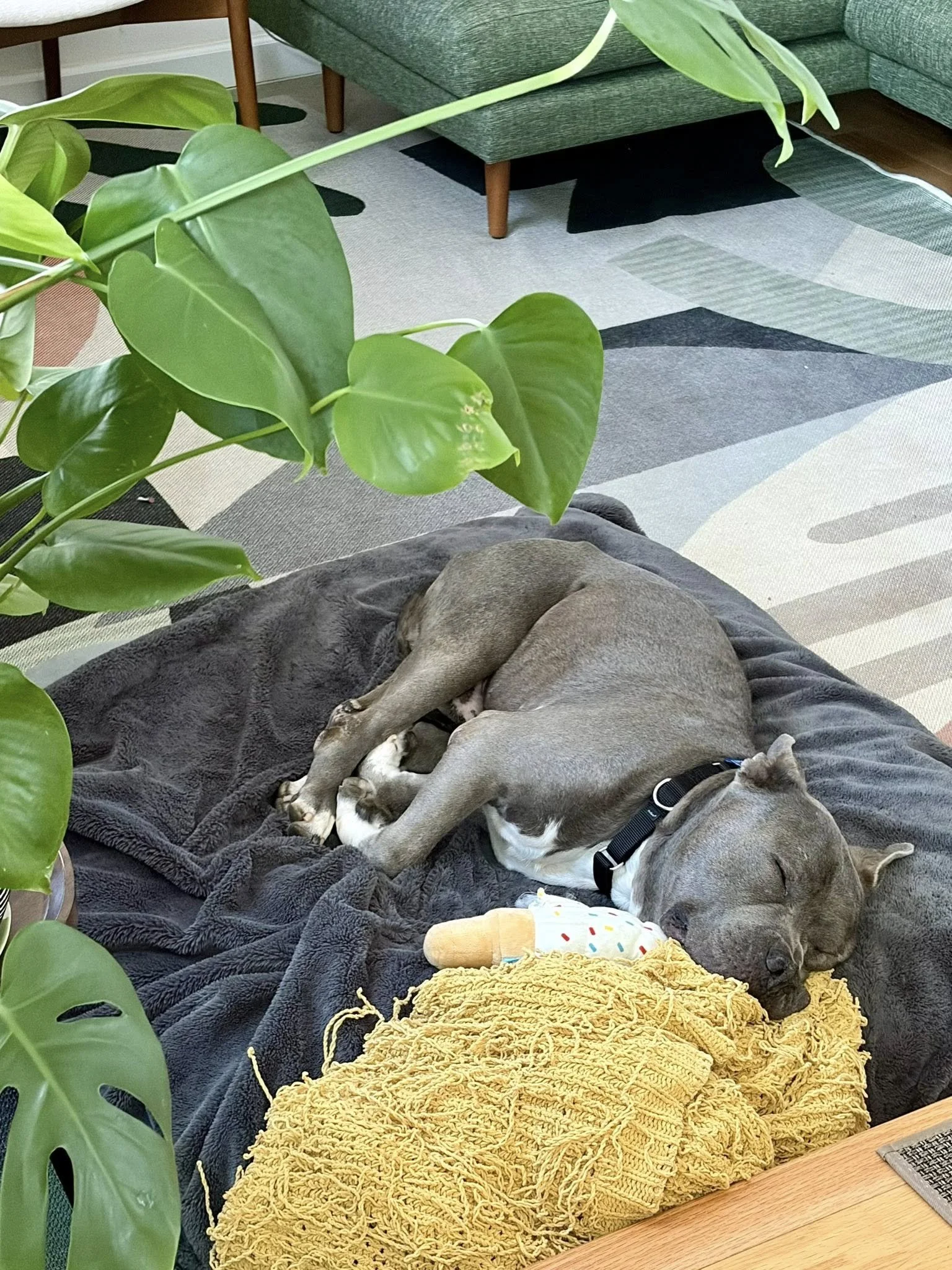 Herschelsleepyboi.jpg