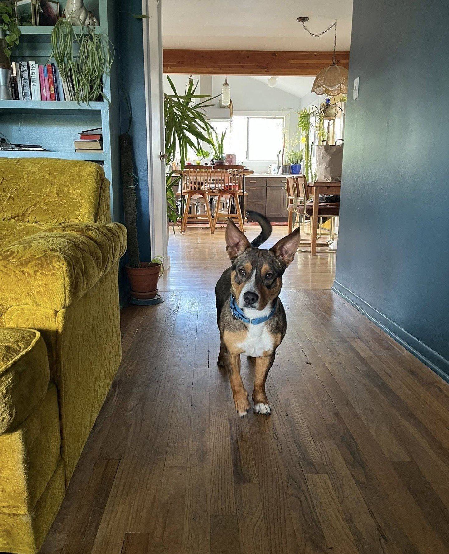 A couple very polite dogs are taking up temporary residence at the Adoption Center this weekend!⁠
⁠
Both Kepler and Deborah will be hanging out on Saturday (5/9) from 10:15AM-3:30PM, or until adopted.⁠
⁠
And a little face-to-face time can go a long w