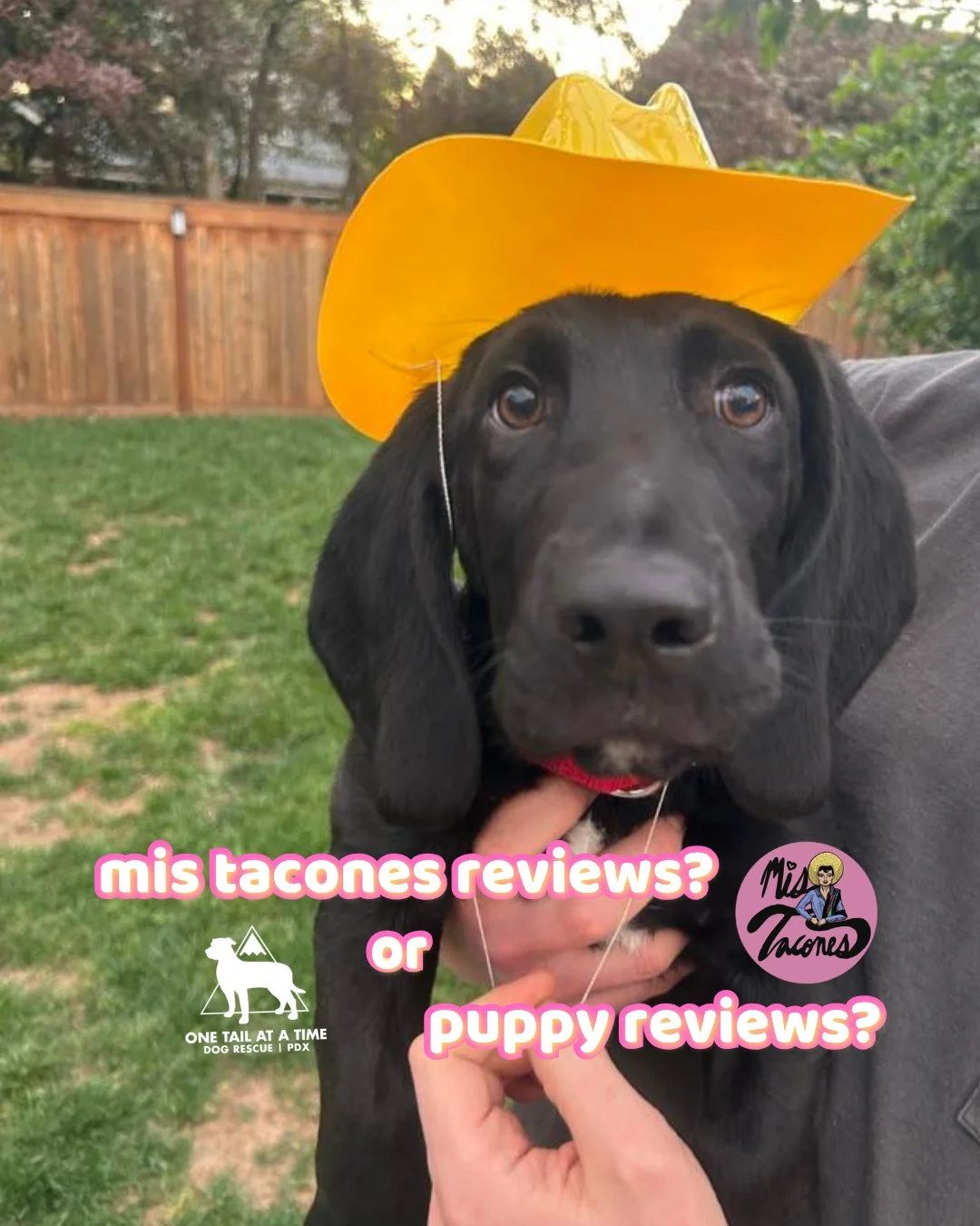 These are in fact are real reviews for Mis Tacones, our Bone Ball 2026 caterer! @mistaconespdx The puppies simply relate to being popular and have received similar comments.⁠
⁠
An endless amount of thank you&rsquo;s and love to Mis Tacones for being 