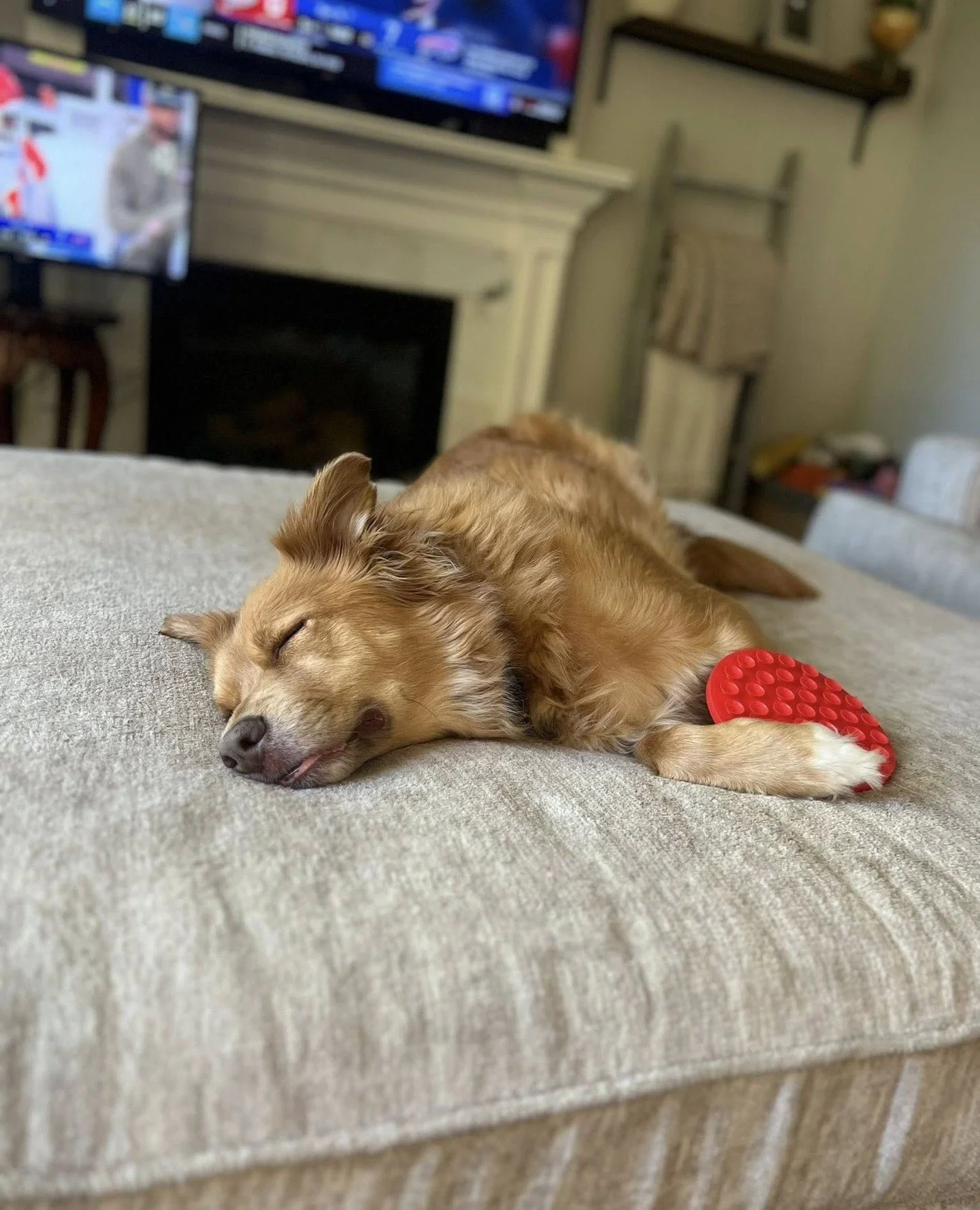 We&rsquo;ve got 3 familiar friends back in town: Benny and brothers Bob + Gage!⁠
⁠
Benny arrived a little bit ago and has been very busy holding down the couch while decompressing.⁠ He&rsquo;s skilled at keeping it warm while sleeping the day away. 

