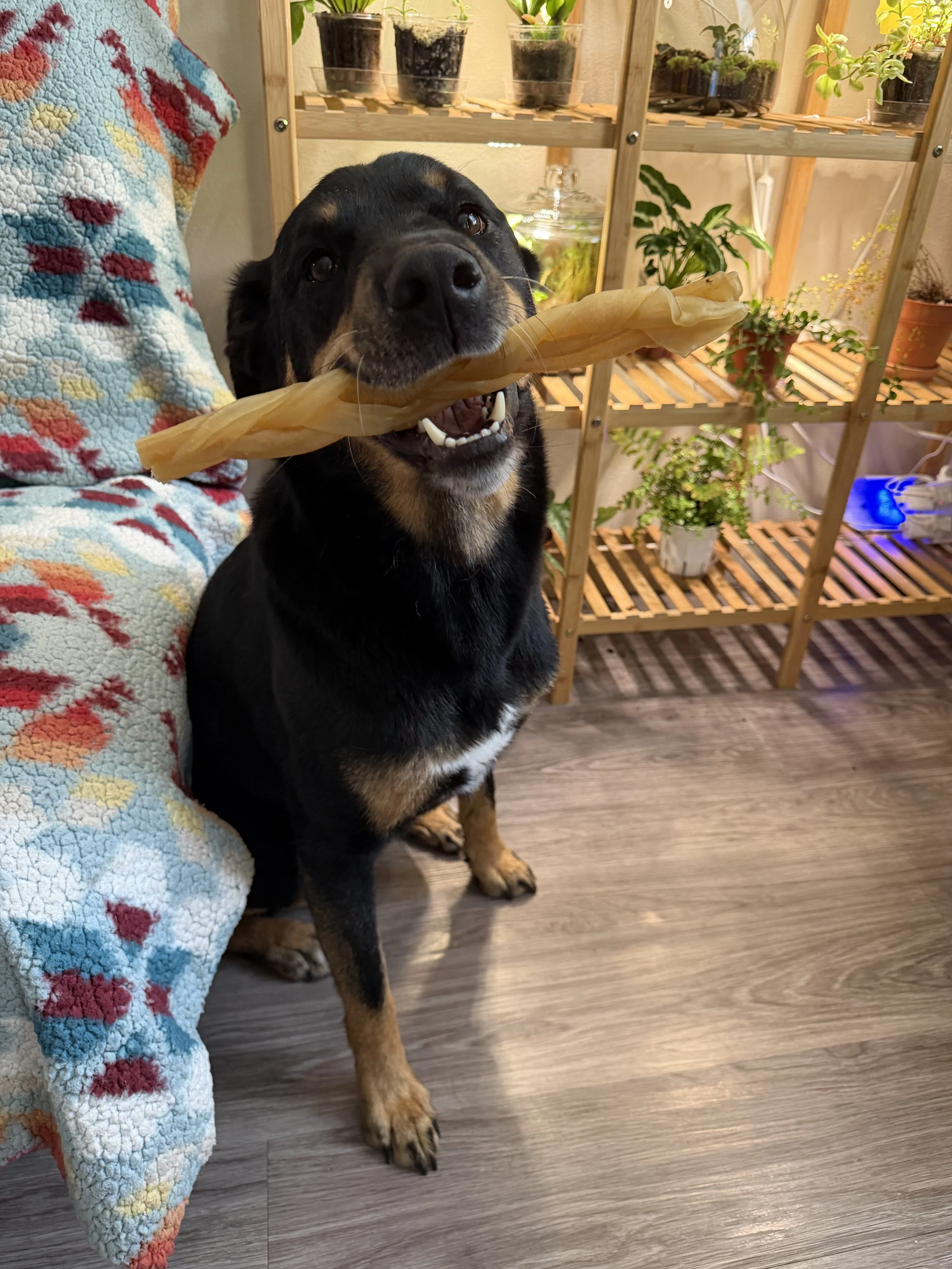 Razzlesloveshisbone.jpeg