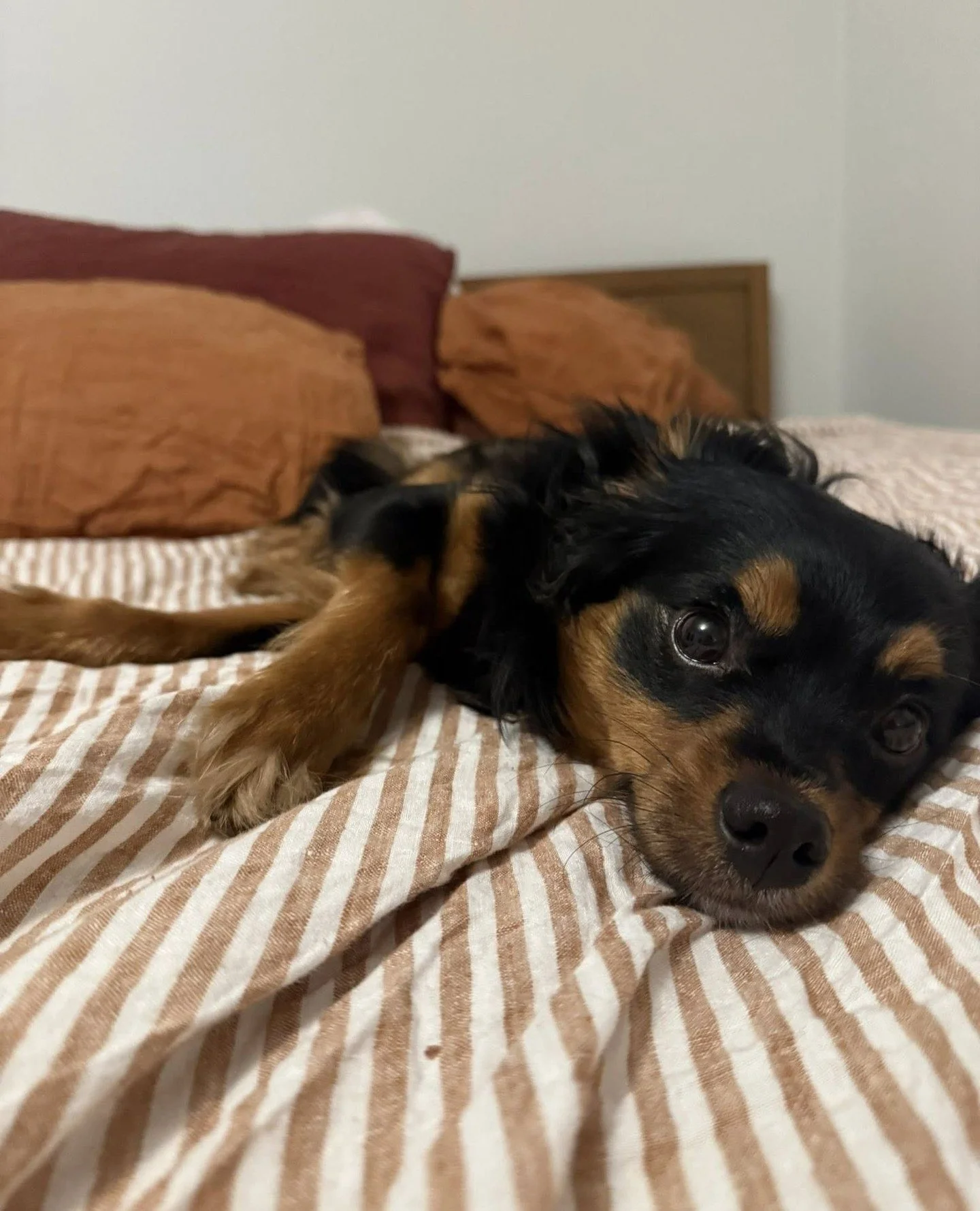 Meet Mickey! He arrived from Marion County Shelter at the beginning of May, and we are already very into his whole deal.⁠
⁠
Mickey&rsquo;s foster reports that he&rsquo;s happiest curled up next to you, accepts belly rubs and scratches as a form of cu