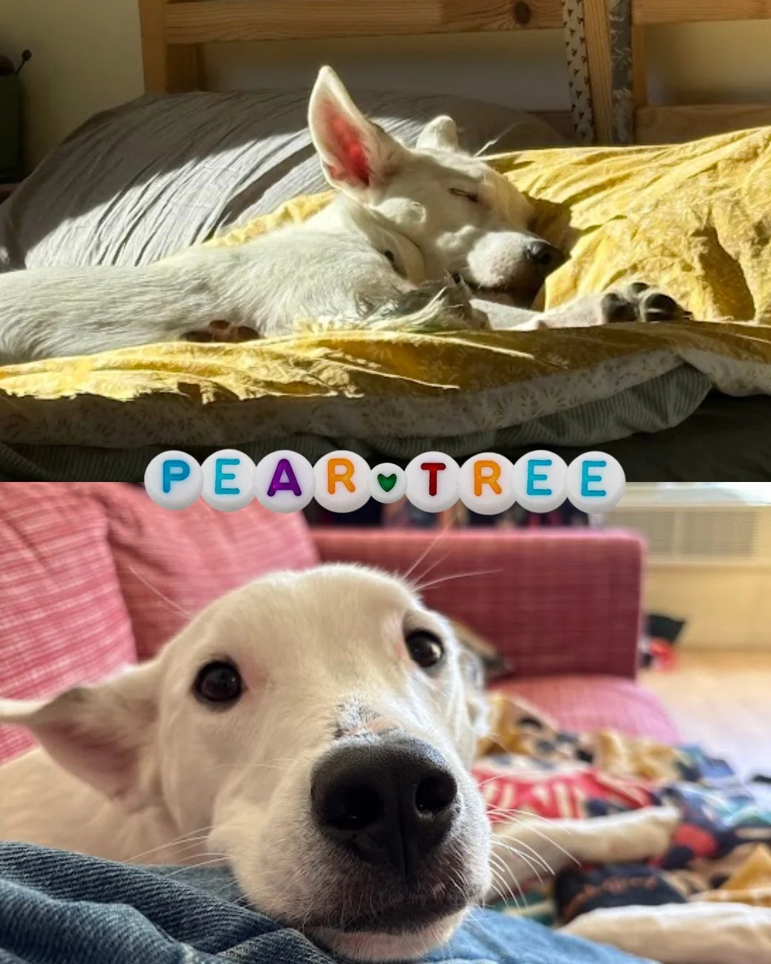 Pear Tree wants to share what he's been up to this week!⁠ He's also providing insight into what he&rsquo;s looking for in the Good Life: soft n' slow. ⁠
⁠
This buddy needs someone who understands and can provide a gentle, cautious approach to most ev