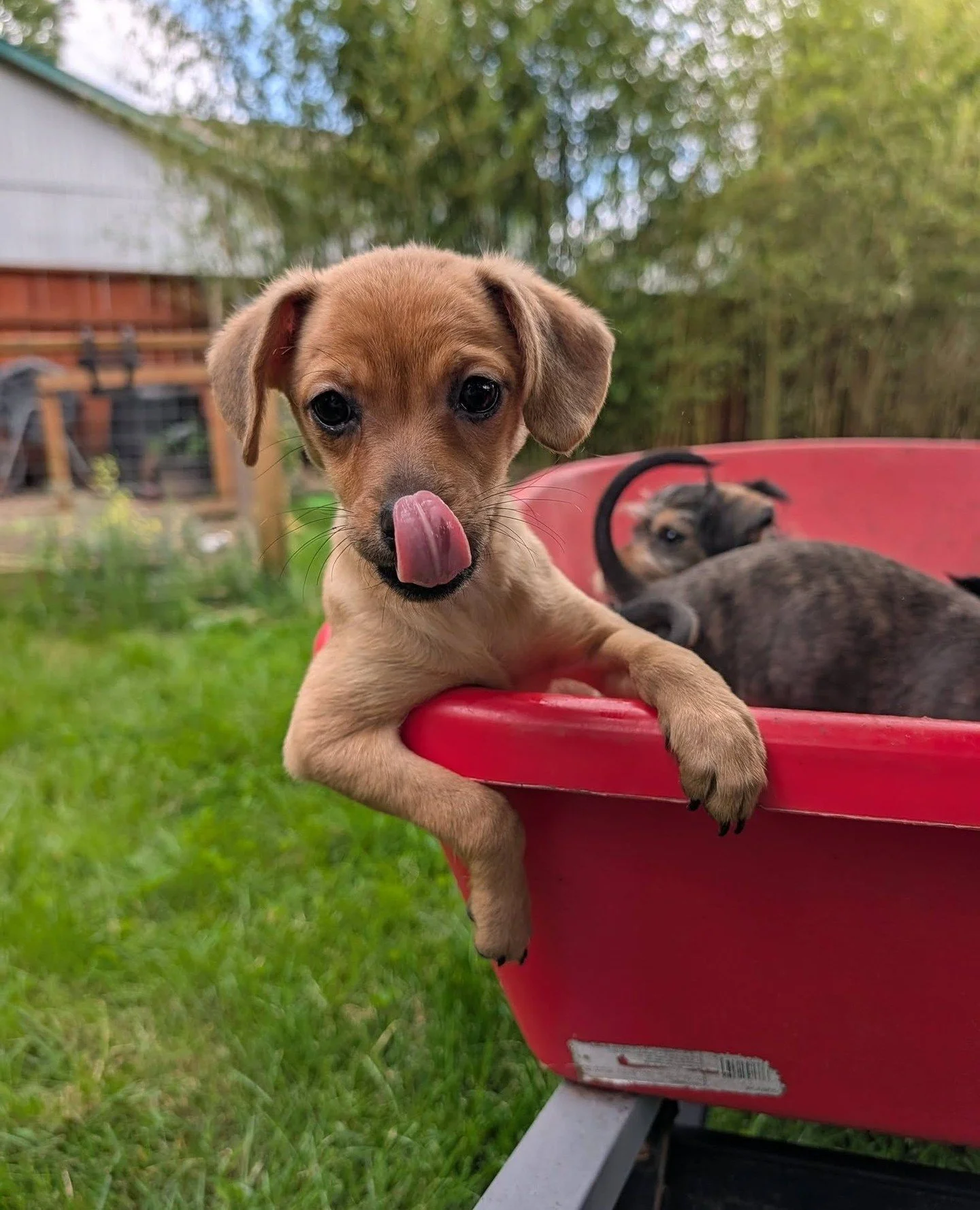 Our Bone Ball puppies are rolling in to put the spotlight on a few more of our sponsors: veterinarian clinics Brooklyn Yard Veterinary Hospital, Spruce Urgent Care, and Sadie Veterinary Urgent Care.⁠ @brooklynyardvet @sprucevetcare @sadievetpdx⁠
⁠
We