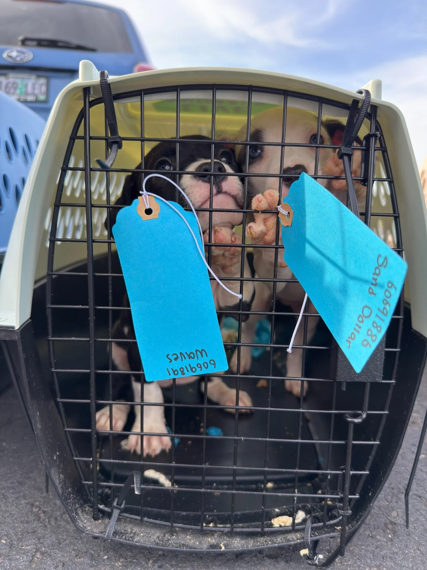 23 new dogs made their way to Portland from West Texas @otatwtx and El Paso Animals Services @epanimalsvc, with our favorite airline - Dog Is My Co-Pilot @dogismycopilotinc 💙 
⁠
After landing, our volunteers got everyone safely to the Adoption Cente