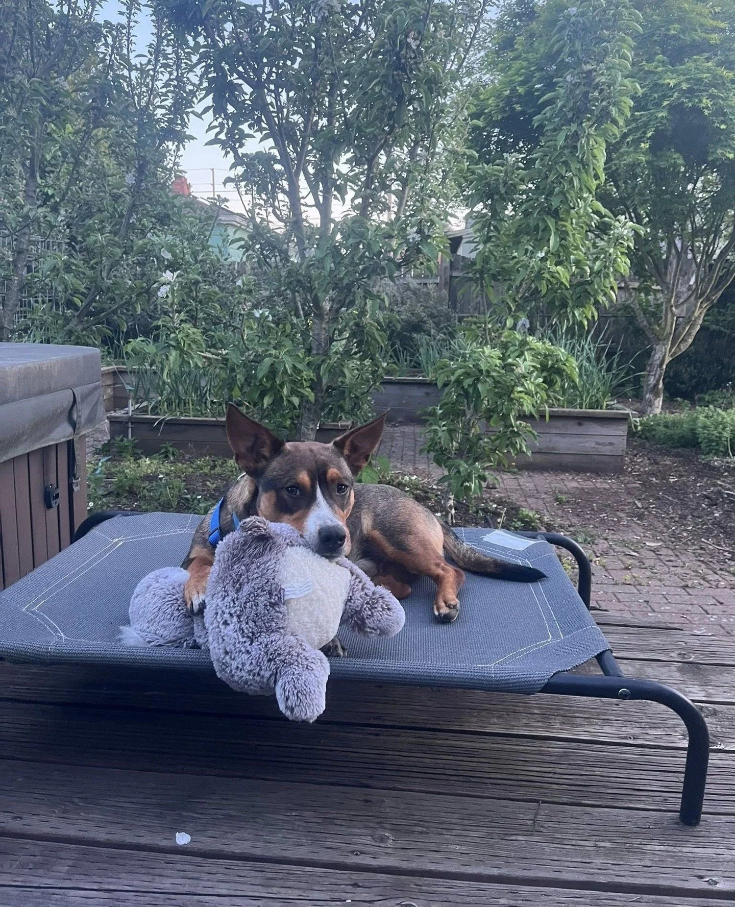 Francine and Kepler asked if they could bring their stuffy friends to our Adoption Center this week, and of course we said yes. No one should have to enter the job market alone!⁠
⁠
Kepler will be there Thursday from 2:30&ndash;6:30PM, and Francine wi
