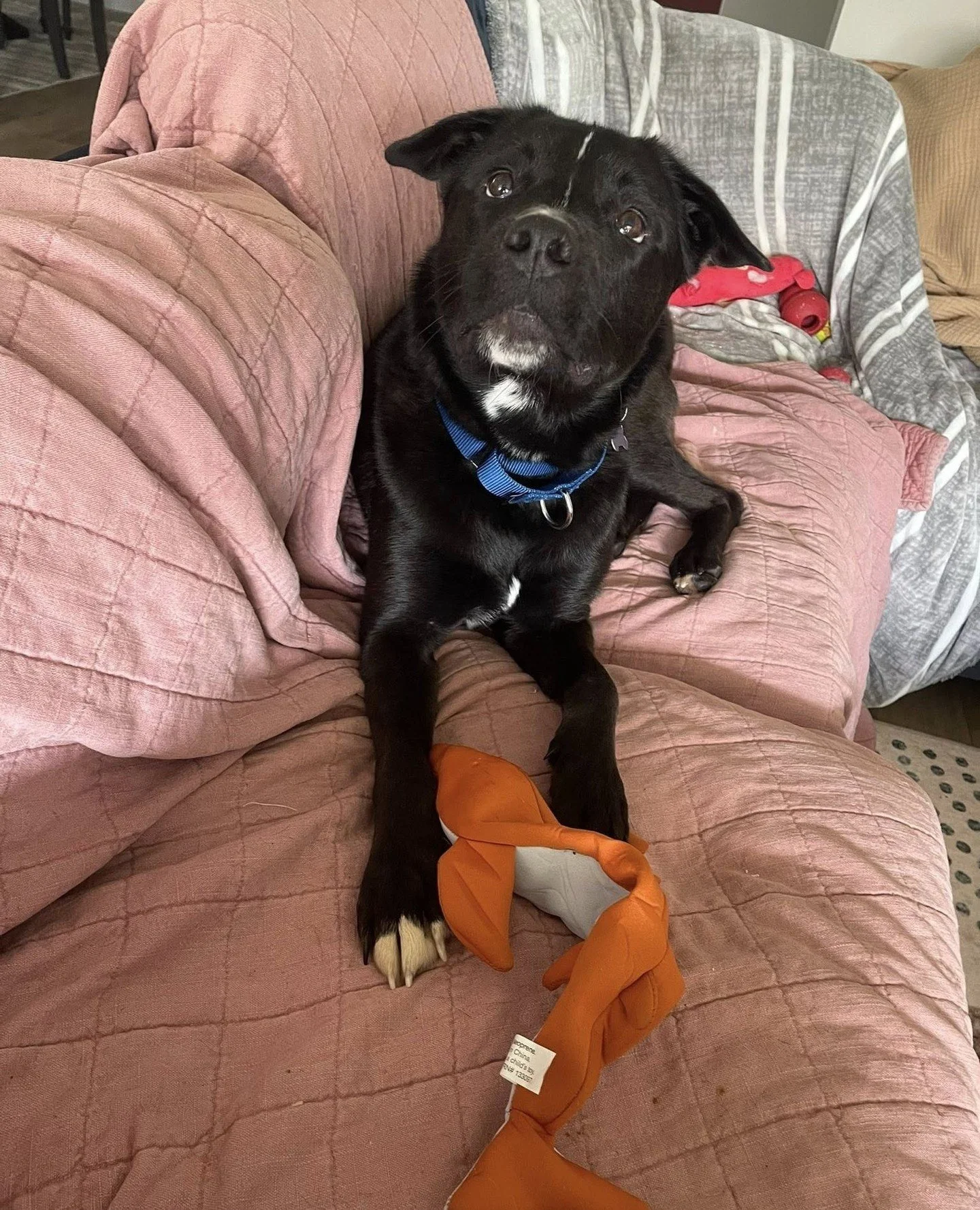 Roxanne would like everyone to know she is extremely prepared for the pet adoption and pet wellness event at The People&rsquo;s Court! @thepeoplescourts (Though will be attending spiritually, not physically&hellip;)⁠
⁠
Join us tomorrow (5/14) from 11