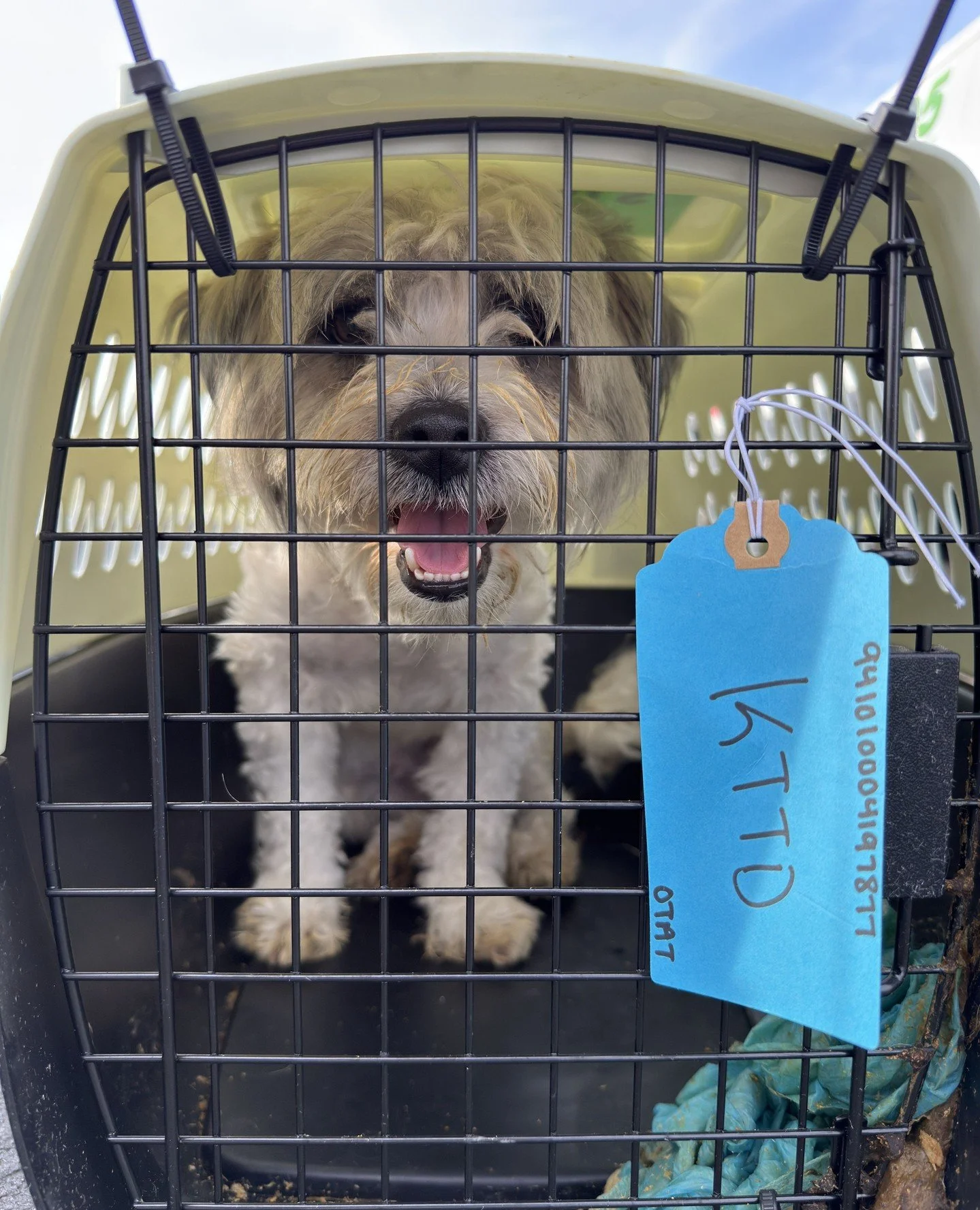 Yesterday our new vacay babes Conch, Buoy, Snorkel, Pina and Colada made their way from plane to vans to the Adoption Center and then off to foster homes for the most important part of a very big travel day: decompressing horizontally.⁠
⁠
It&rsquo;s 