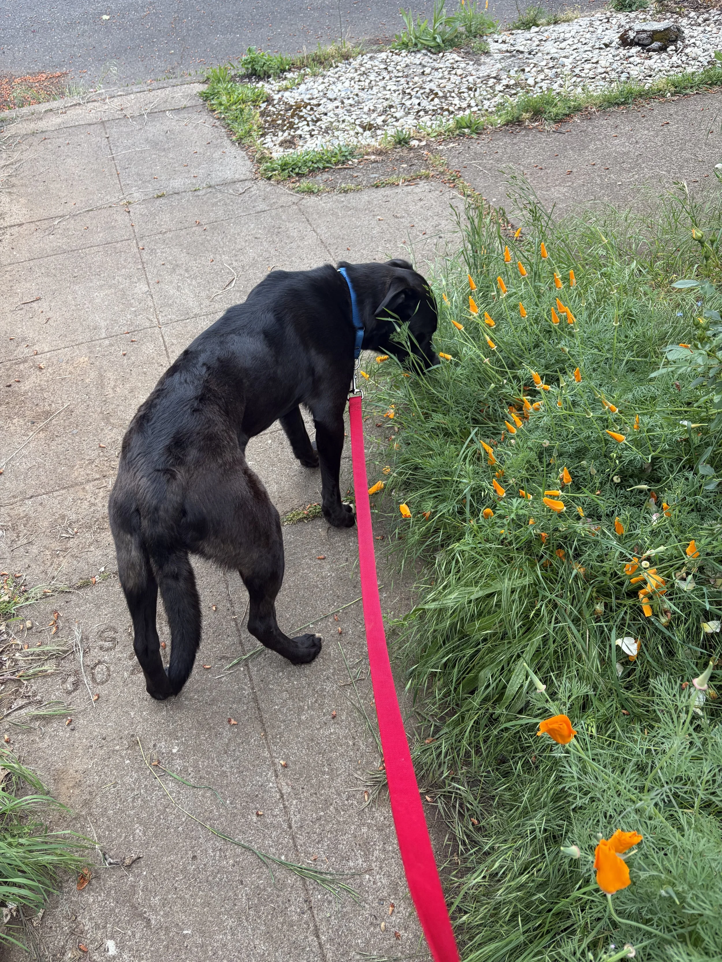 Roxannesmellstheflowers.jpeg