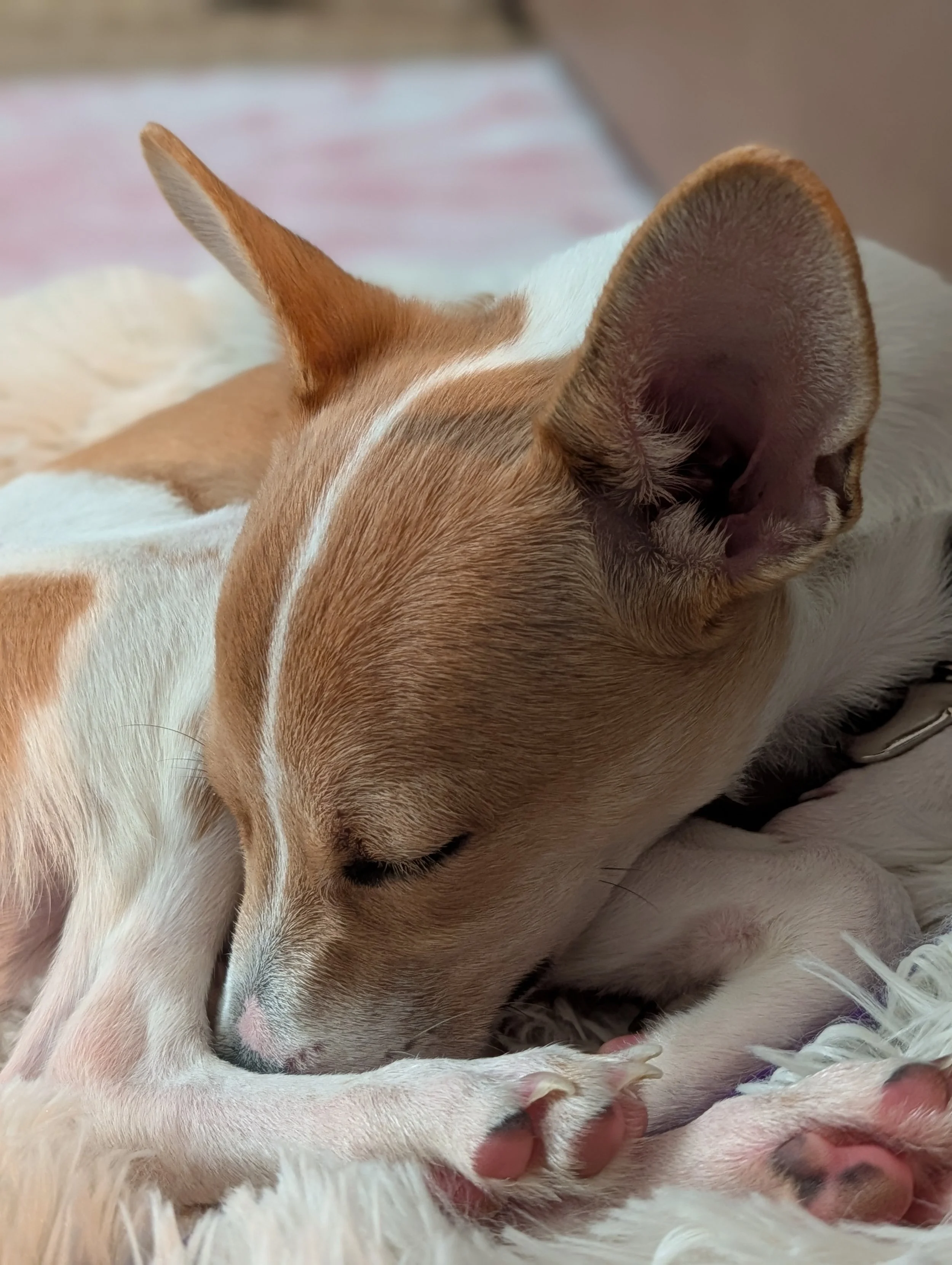 Surfersleeps2.jpg