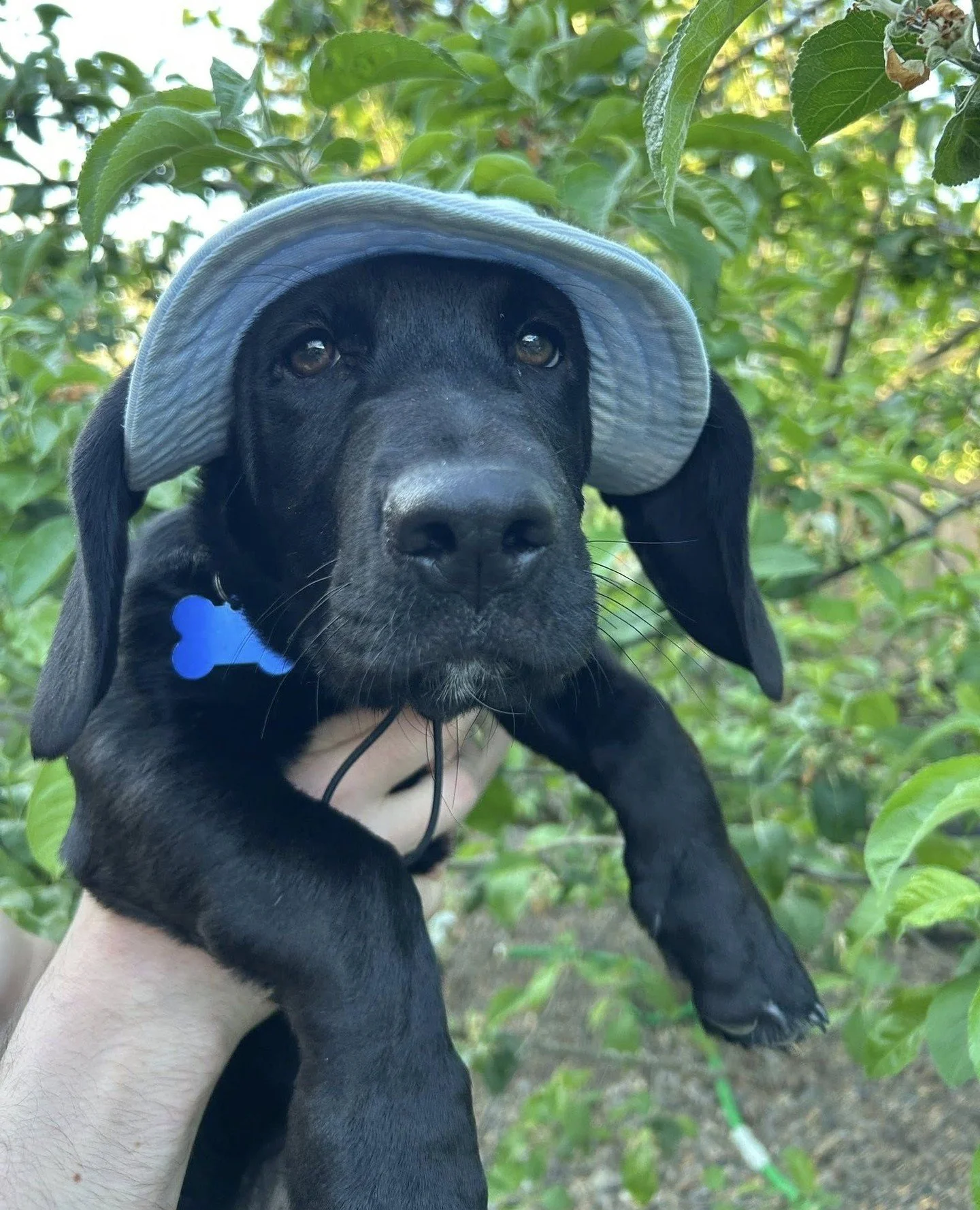 Recently adopted Newton (now named Hopper) put on his cutest hat to come back and announce our Bone Ball raffles! ⁠
⁠
Swipe to see what games of chance will be at our event *this Saturday.* All proceeds go directly toward saving more puppies in hats 