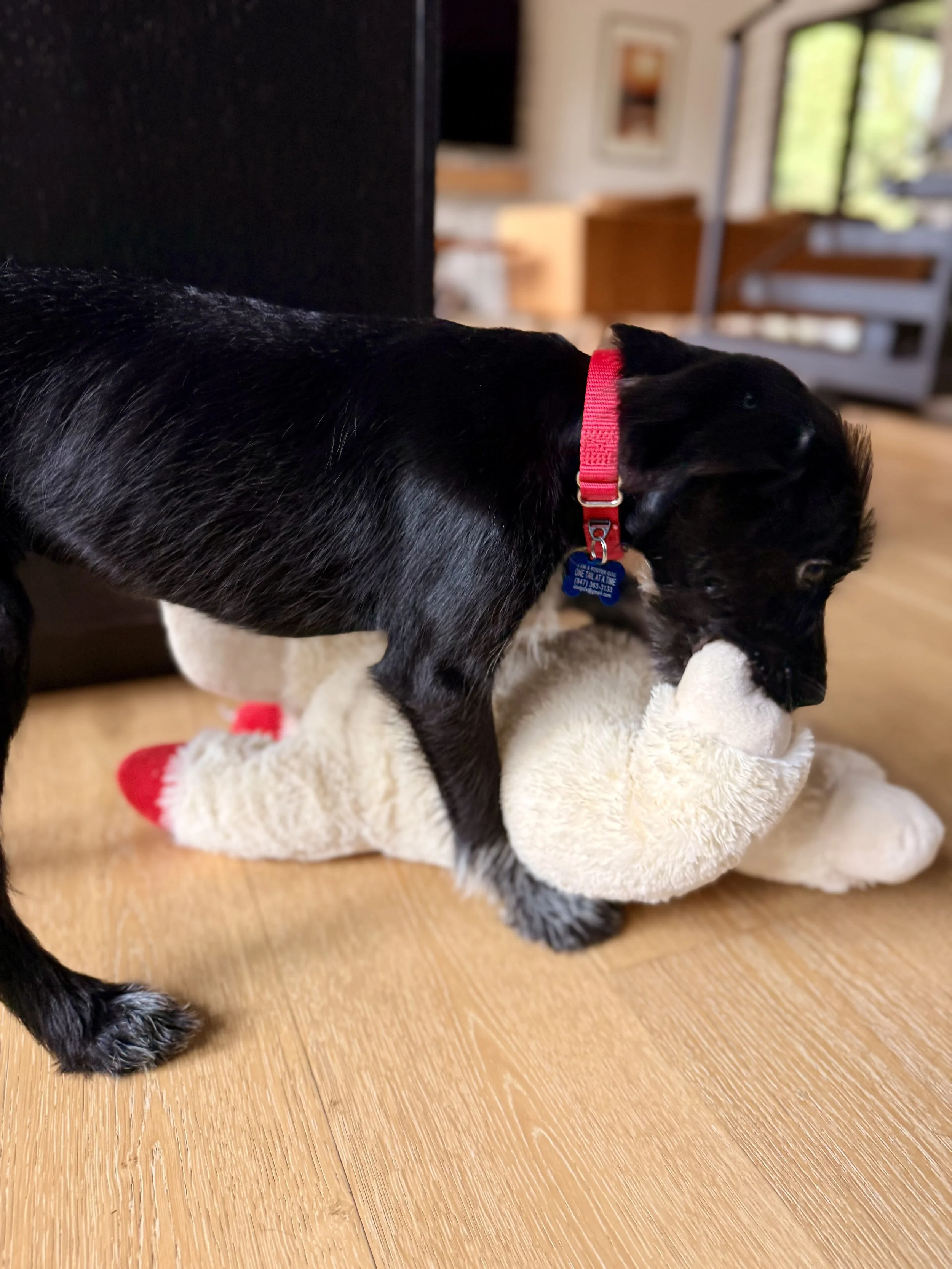 IMG_1442.jpeg