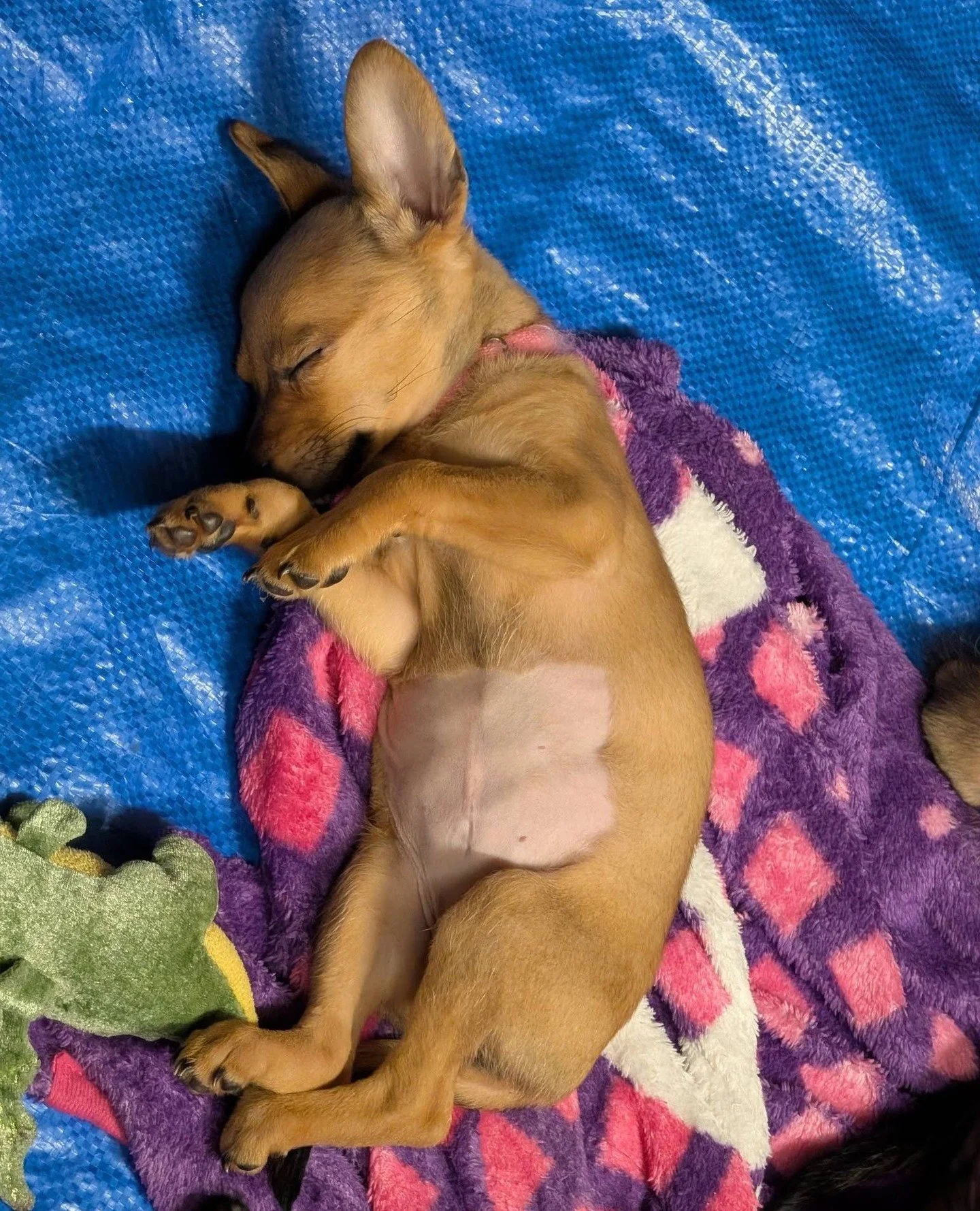 T'was the night before Bone Ball, and all our tiny VIP puppies are tucked in; dreaming sweet little dreams about the puppy room cake from @hiphoundshop / @hiphoundbarkery... which they plan to absolutely obliterate tomorrow, with manners. Hope you'll