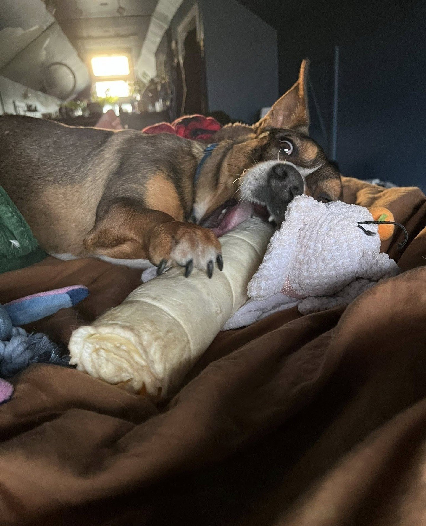 Happy Bone Ball day to all those who celebrate!⁠
⁠
Kepler will not be attending because he is hosting Bone Ball&rsquo;s awkward little cousin at home.