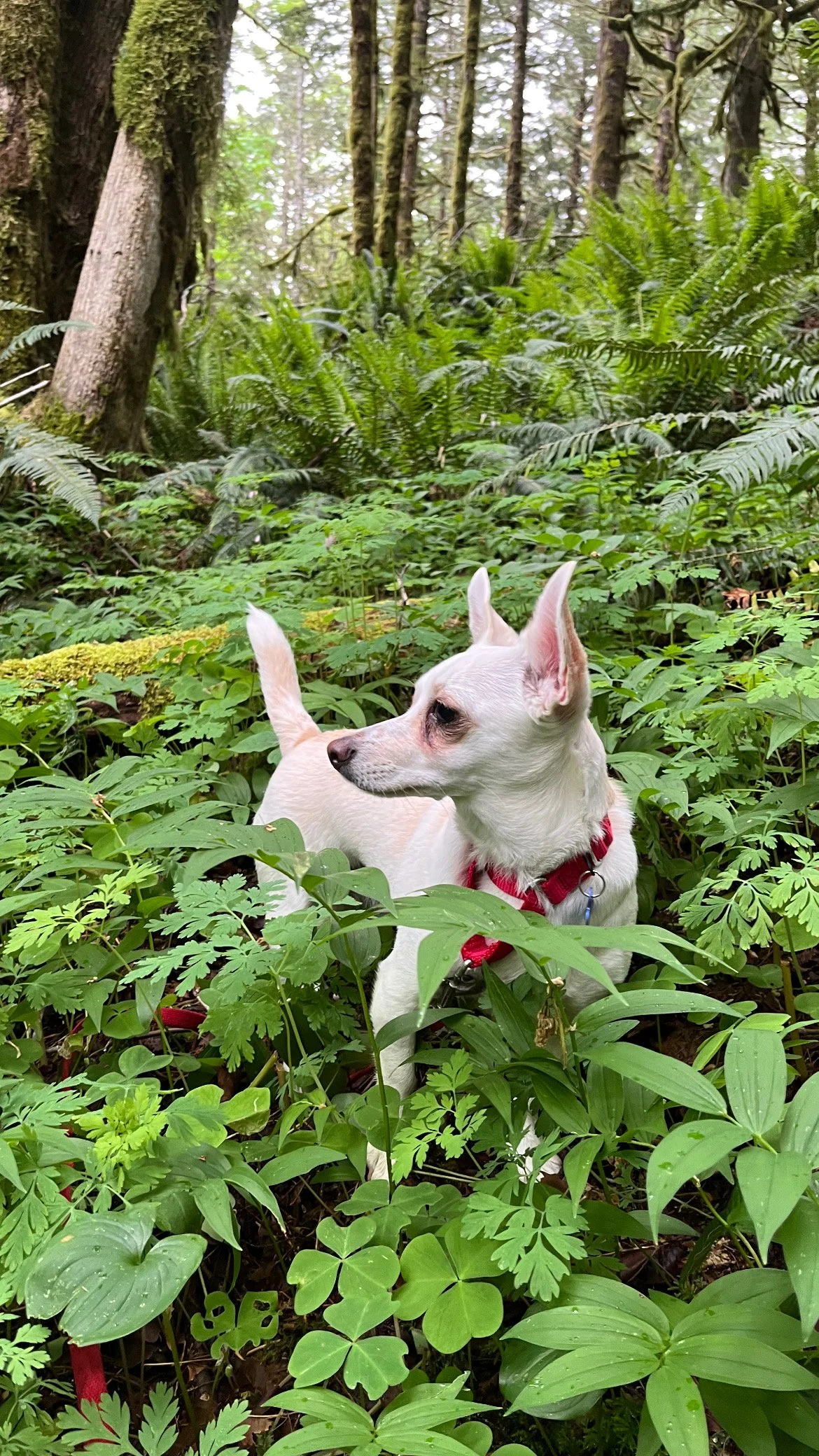 Sherriinthewoods.jpeg