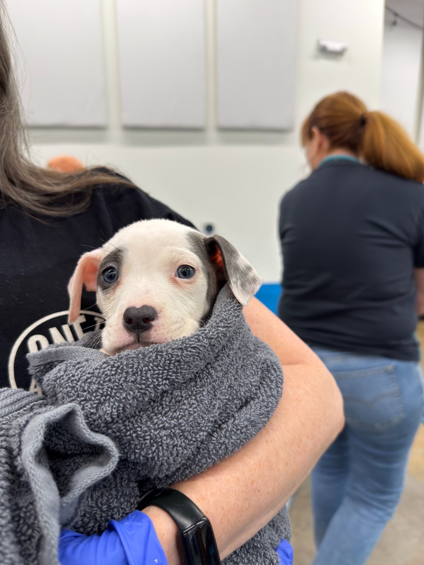 We can still smell last week&rsquo;s New Dog Day from here.⁠   Thank goodness for the awesome volunteers who help scrub-rub-dub our puppies clean and turn them into tiny towel burritos with eyes. 🛁