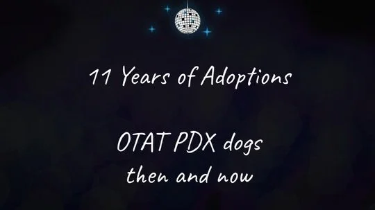 In honor of National Rescue Dog Day, here are some photos from our Now &amp; Then slideshow.

11 years of work and over 2,500 dogs saved (including 1 pig and 1 hairless cat!).

Our wish is that one day, we&rsquo;ll no longer be needed. That there won