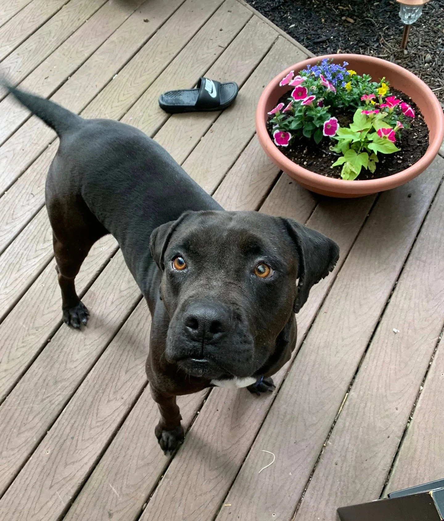 Boogie Board will be riding the waves right into our Adoption Center tomorrow (Thursday 5/21)! He'll be hanging out from 2:30-6:30PM or until adopted.⁠
⁠
He's deeply precious and currently accepting applications for someone who understands that this 