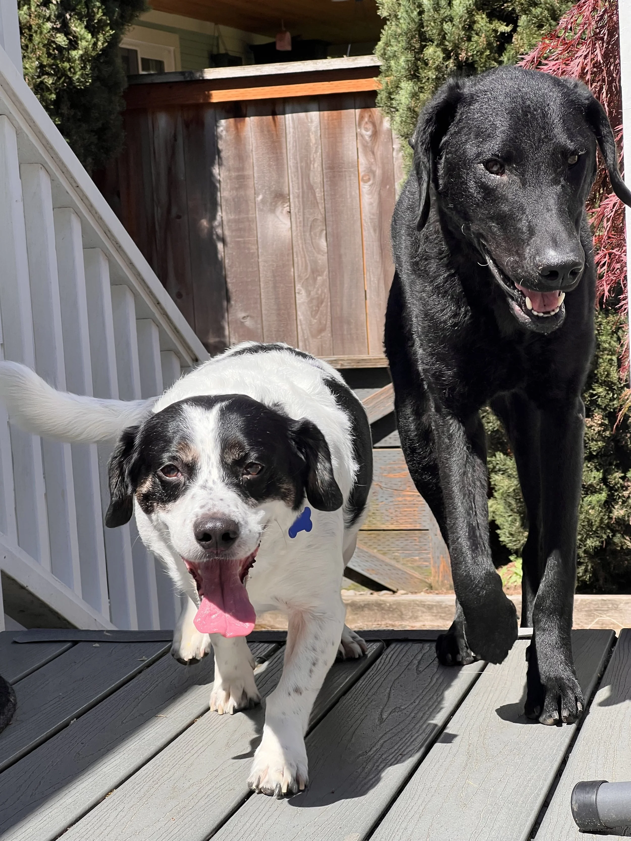 Charlieanddogfriend.jpeg