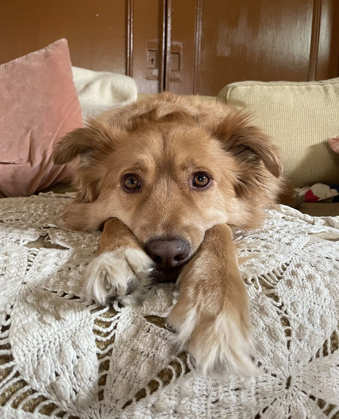 Benny would like to offer you a chance to boop his nose.⁠
⁠
He claims it makes the week more tolerable. We couldn't agree more.