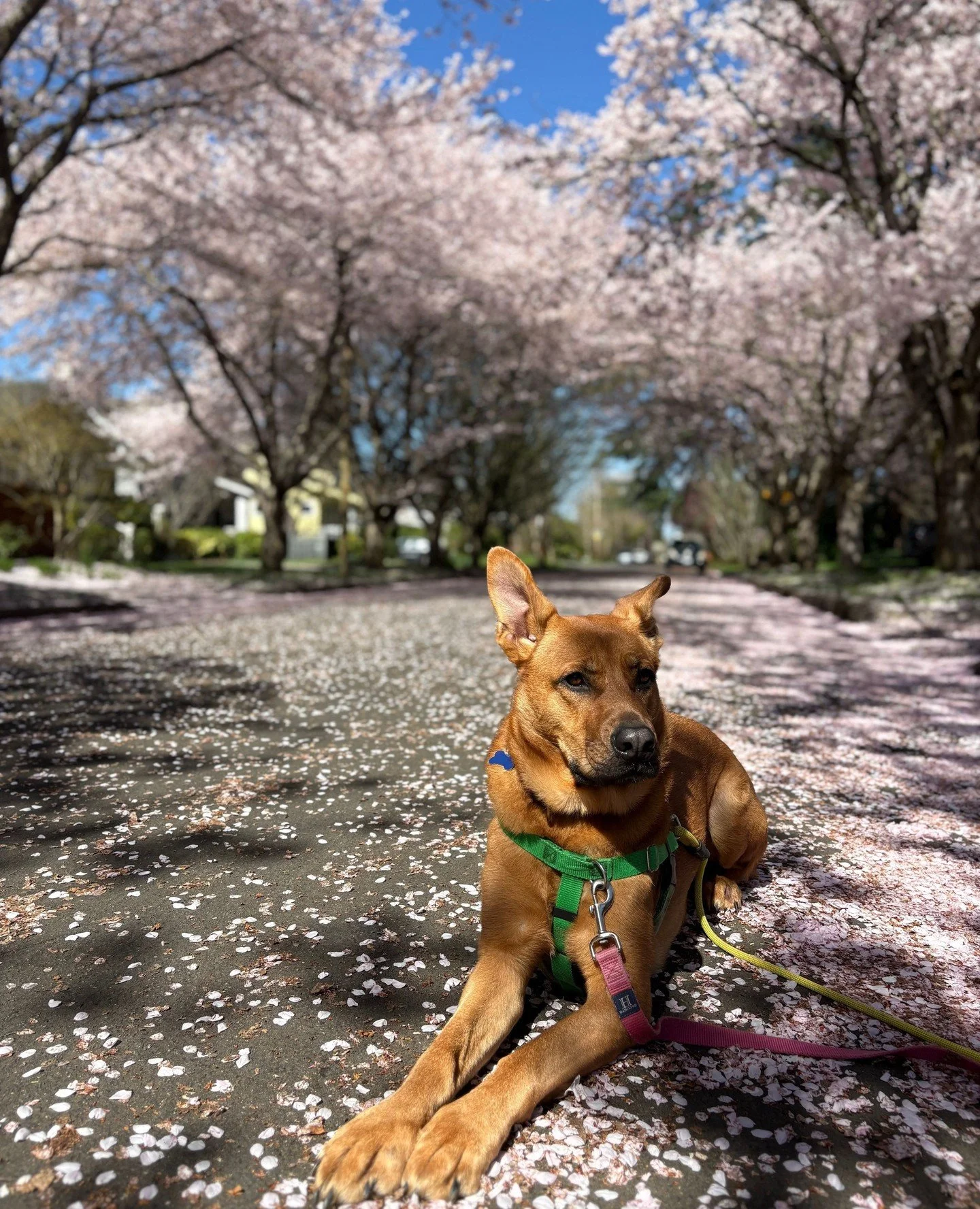 Nora, Sacramento, and Karl each have their own story and their own brand of wonderful. And all three have been in our care for 30+ days, waiting patiently for the right match.⁠
⁠
Until then, we&rsquo;re going to keep loving on them, and helping them 