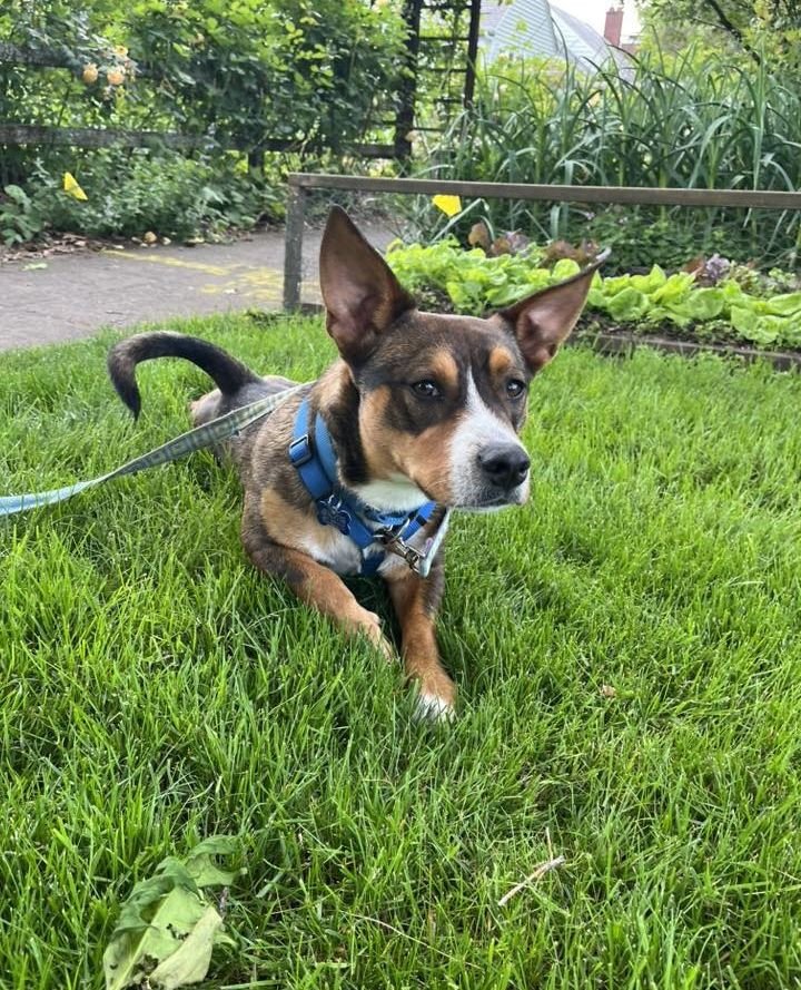 The sun is supposed to be out tomorrow and a couple very charming dogs just so happen to be visiting the Adoption Center!⁠
⁠
Stop by to meet both Kepler and Galileo this Friday (5/22) starting at 2:30PM. They'll be here until 6:30PM or until adopted!