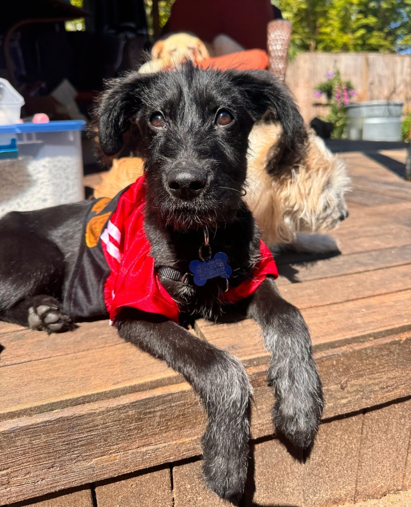 Saturday's forecast calls for a chance of meeting 4 adoptable puppies at our Adoption Center!⁠
⁠
Mojito, Paloma, Sangria, and Mai Tai, will all be here tomorrow (Saturday 5/23) from 10AM-3:30PM or until adopted.⁠
⁠
Worth the Wait List adopters have e