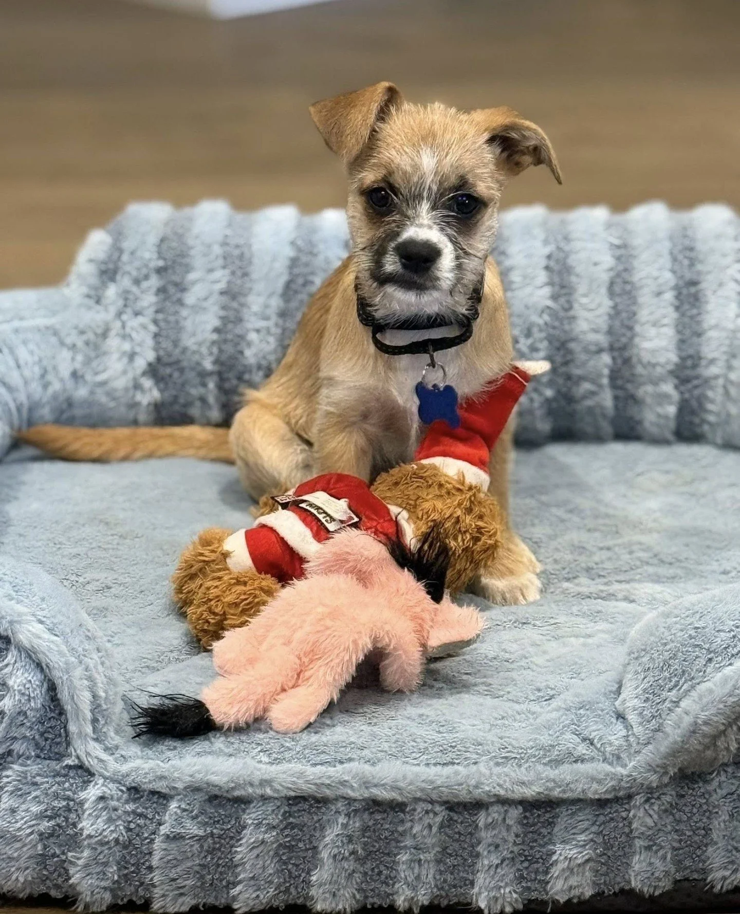 It's Friday and our adoptable hunnies want to show off their some of their favorite things. Please know that this is important to them and they're excited to share their tiny treasures with you.⁠