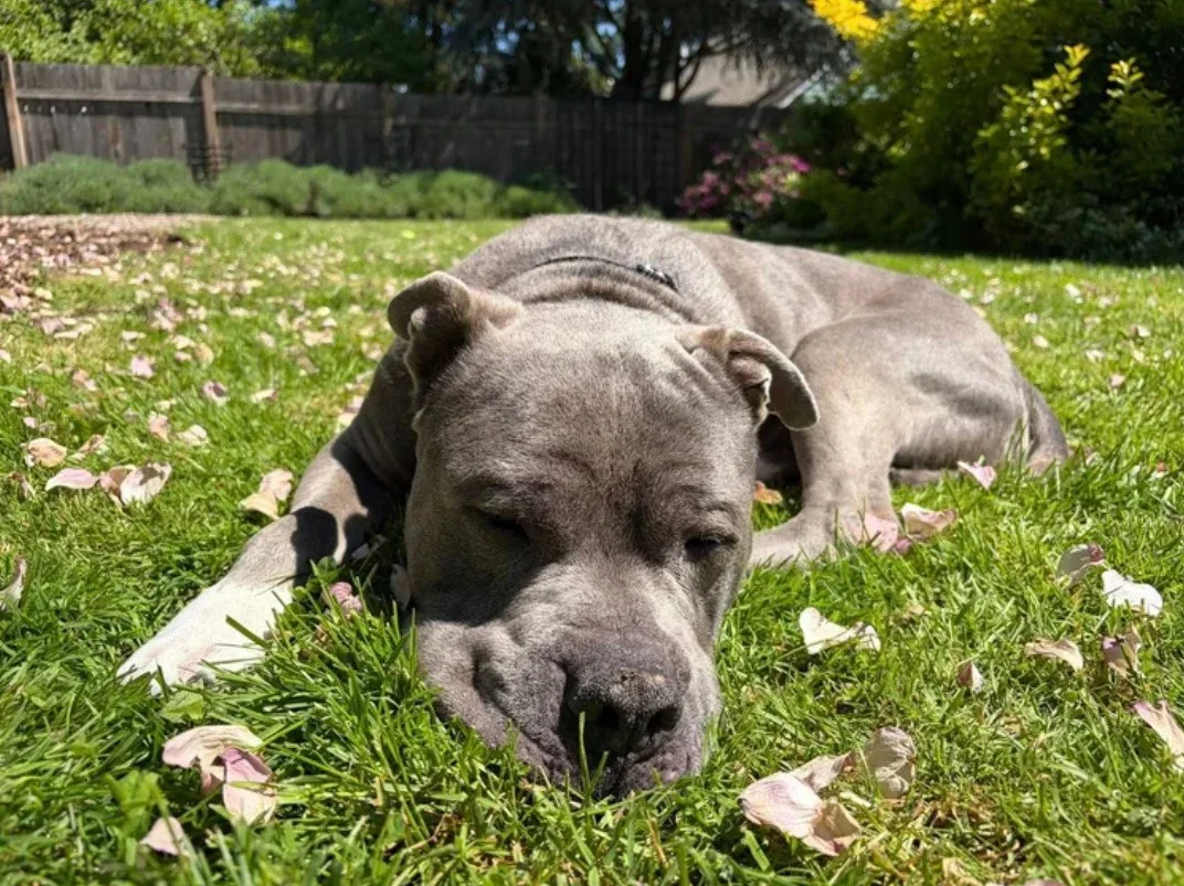 Somewhere in Portland, a land hippo is gently snoring the day away on a soft patch of grass in his foster's backyard. ⁠
⁠
If you're looking for one of these rare mammals to roam your backyard, we nominate Herschel to fill the role.