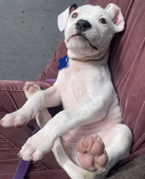 Saturdays are not for the boys; it's for baby Seashell and doin' a toe bean count &mdash; in person at our Adoption Center!

Seashell is making a surprise visit and will be hanging out with us starting at 1PM until 3:30PM or adopted. Come and get you