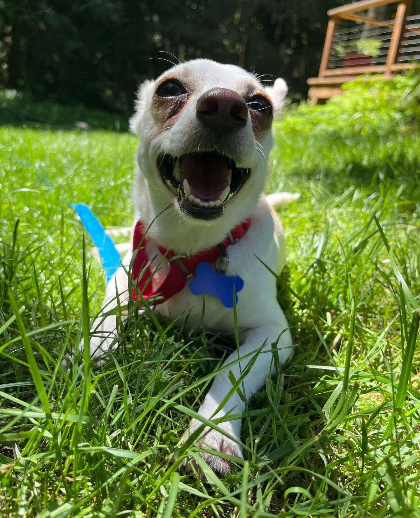 Have you met Sherri?⁠
⁠
This smaller gal is a biggg cuddle bug; all she wants to do is be next to her person or in their lap. And don't let her size fool you -- Sherri is very athletic and loves to go on walks.⁠
⁠
Sherri is living with two other dogs