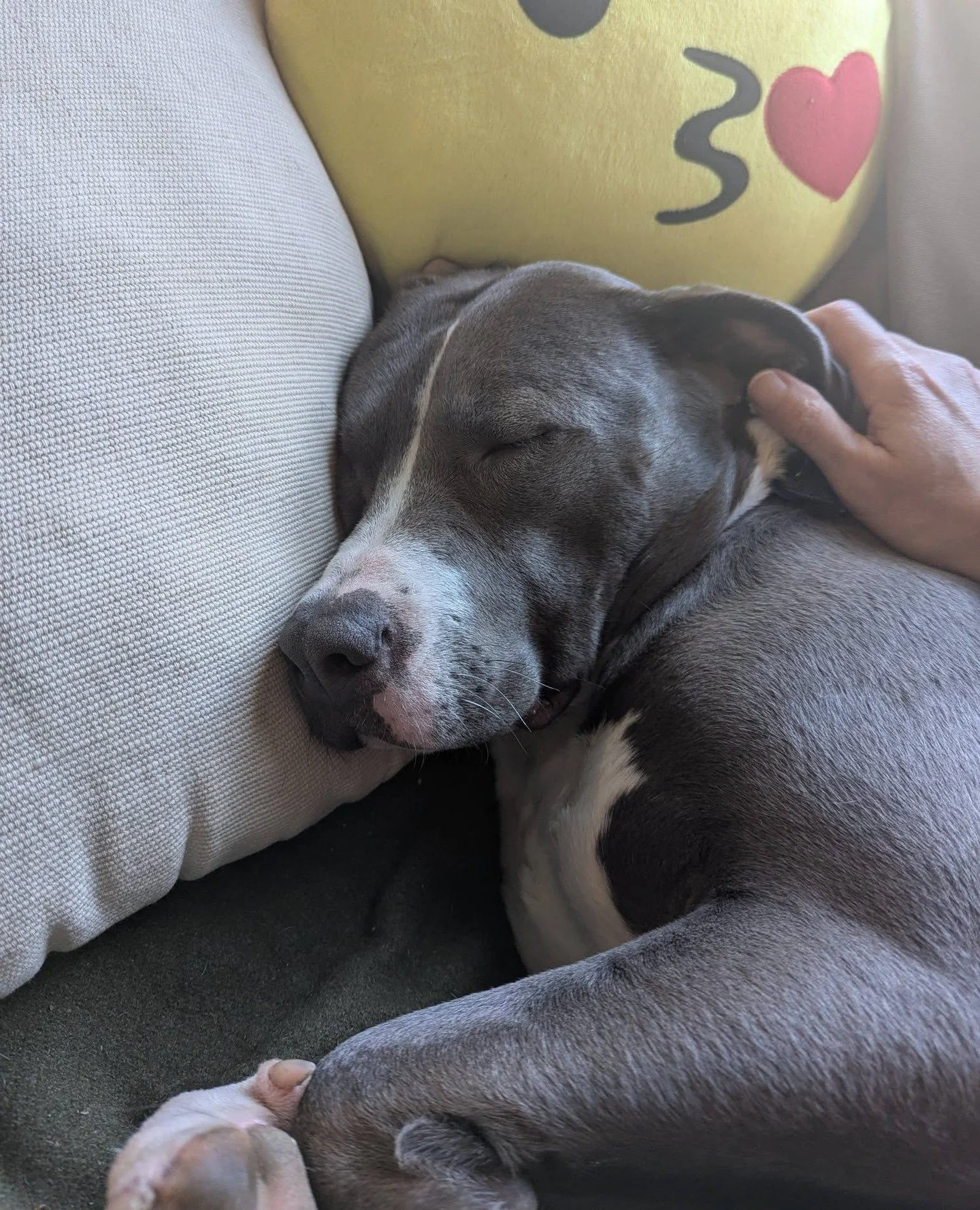 If there's one thing Herschel knows how to do, it's relax. We hope your week looks as relaxing as this good boy does.