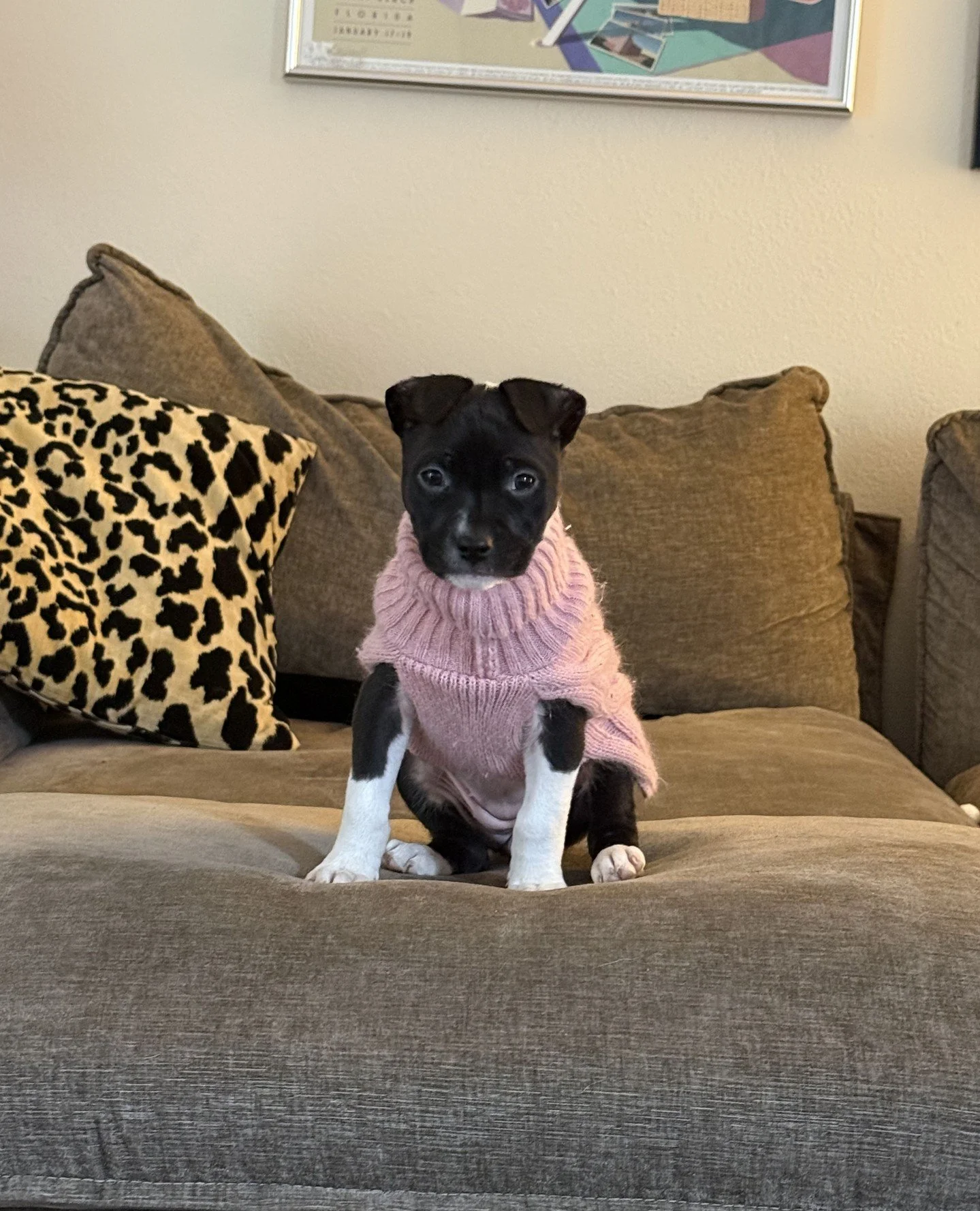 Unfortunately, yes, one of the dawgs who helps run this account always quotes "on Wednesdays we wear pink" whenever a photo of Pebbles in her pink outfits is shared.⁠
⁠
Pebbles is also up for adoption and looking for someone who believes ev