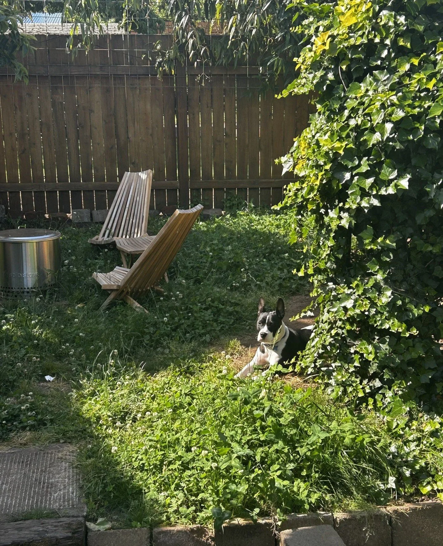 We spy with our little eyes... Ocean relaxing in the backyard like a momma who finally got five minutes to herself.⁠
⁠
This sweetie pie is up for adoption and ready to find her own little patch of the Good Life. Learn more about Ocean through our bio