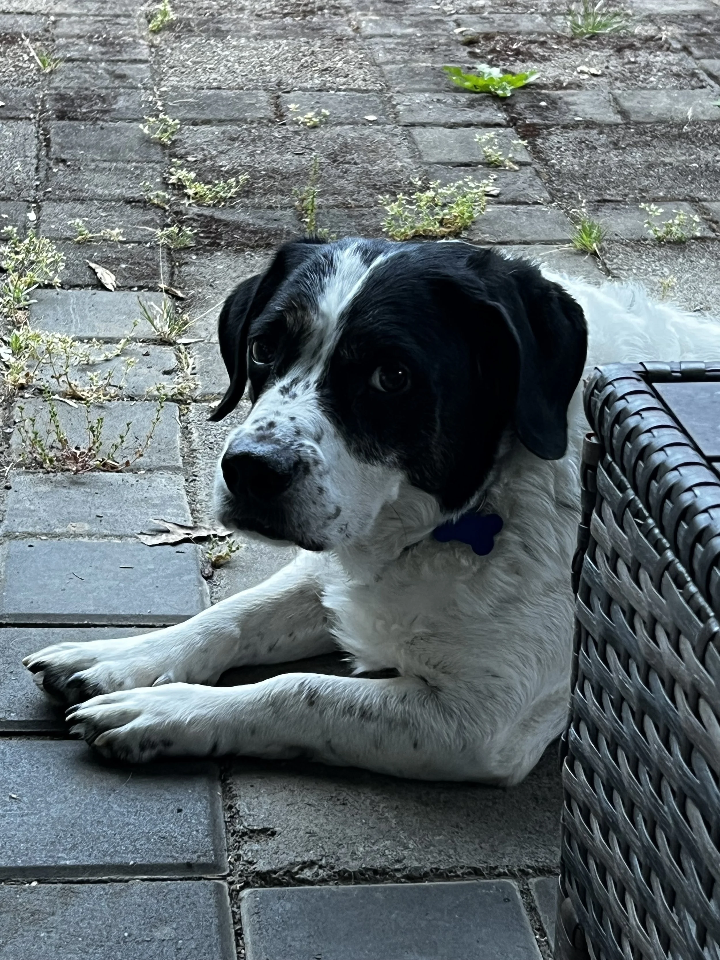 Charlieisjudging.jpeg