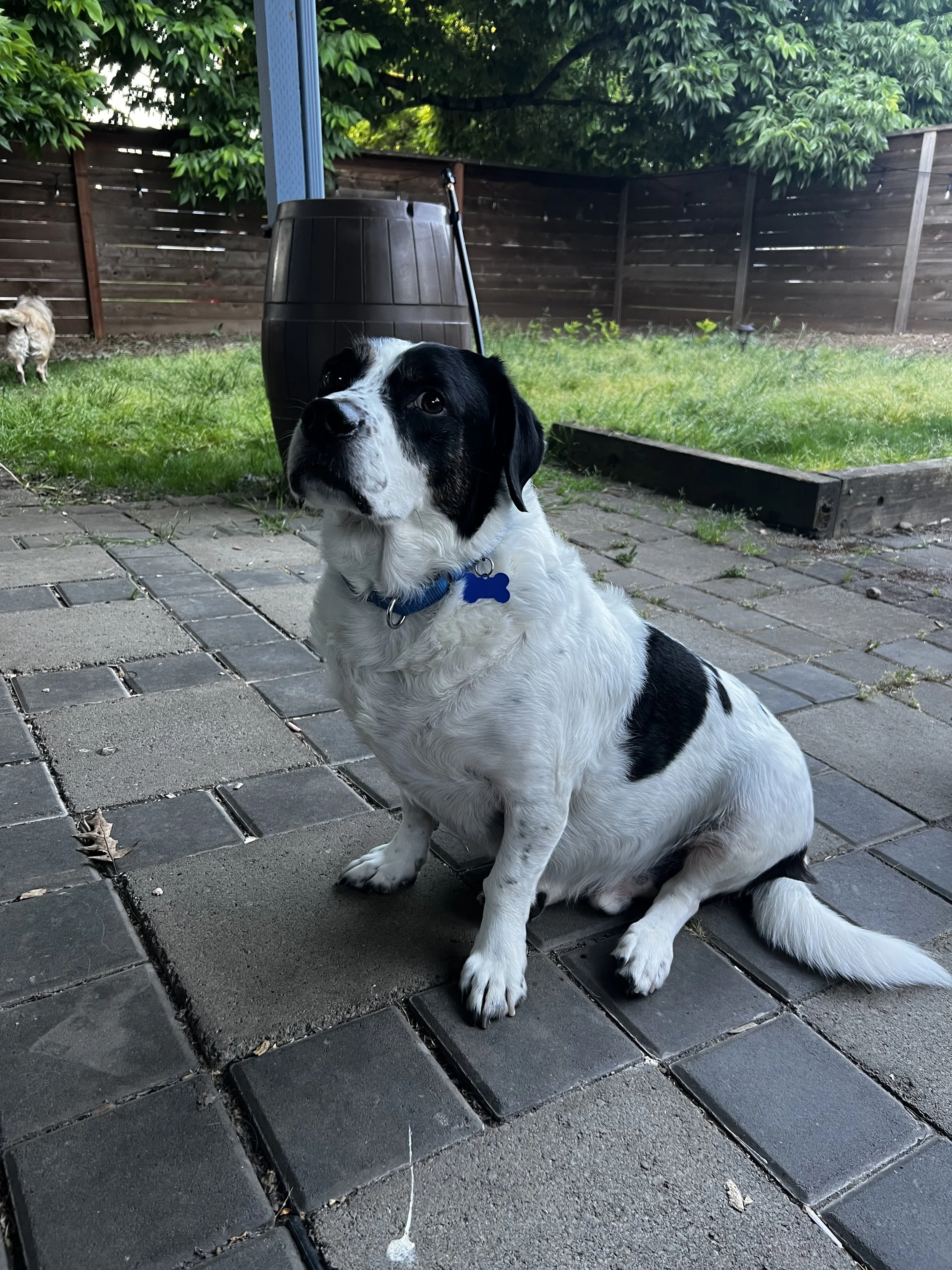 Charliebackyard.jpeg