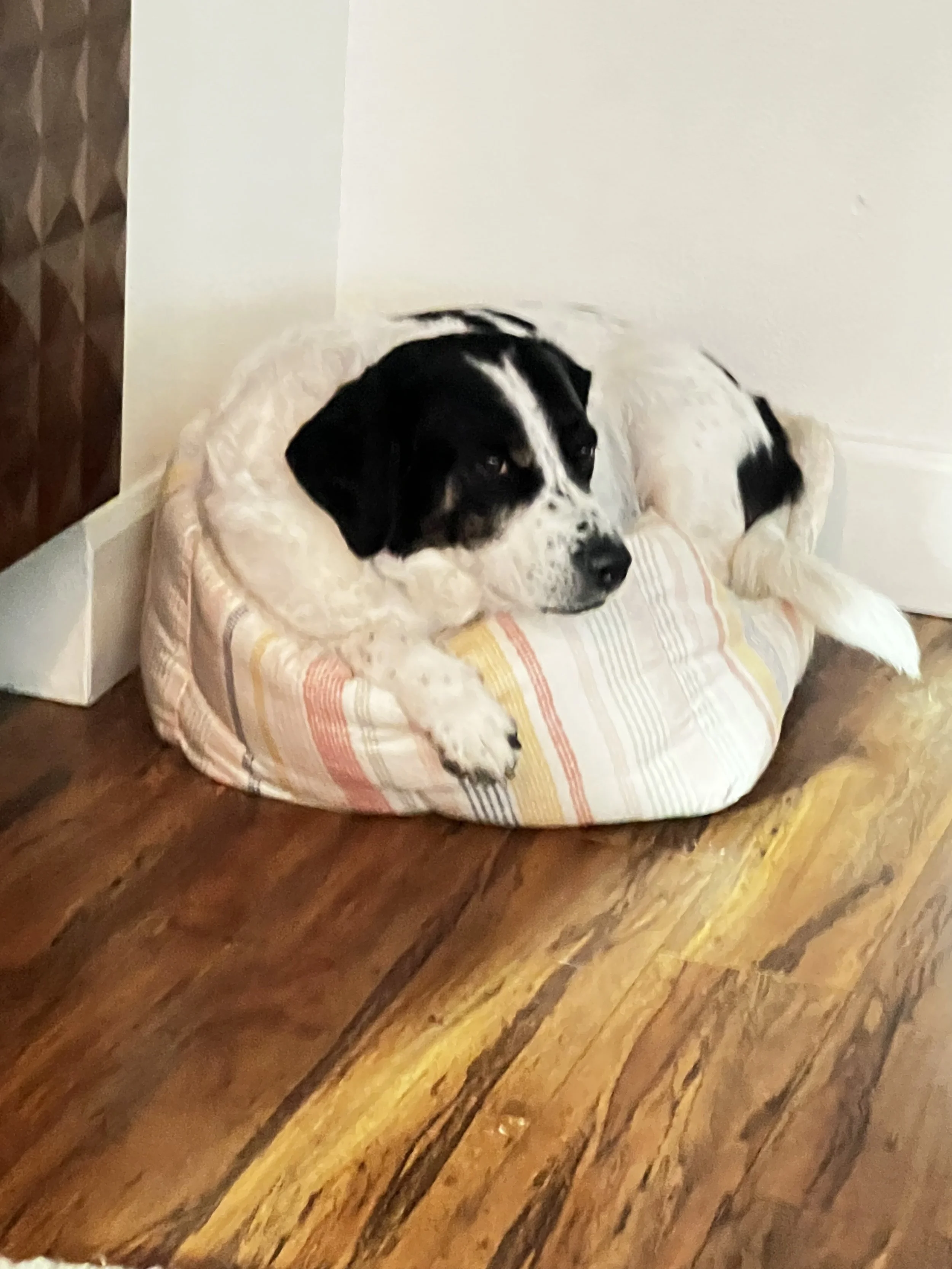 Charliebedtoosmall.jpeg