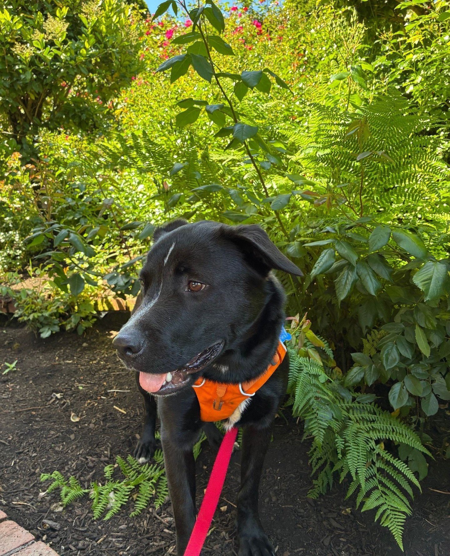 Roxanne is trying out the whole &ldquo;being available for adoption in public&rdquo; thing this week. Come meet this gal at our Adoption Center today and tomorrow (Thu-Fri 5/28-29) from 2:30-6:30PM or until adopted! ⁠
⁠
Bring your questions, your bes