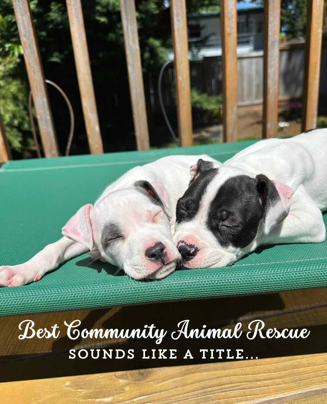 Best Community Animal Rescue sounds like a fun title... ⁠
⁠
but to us, it looks like fosters opening their homes at the last minute; donors helping cover the medical care that isn't seen in a Happy Tails photo; and adopters giving dogs the Good Life 